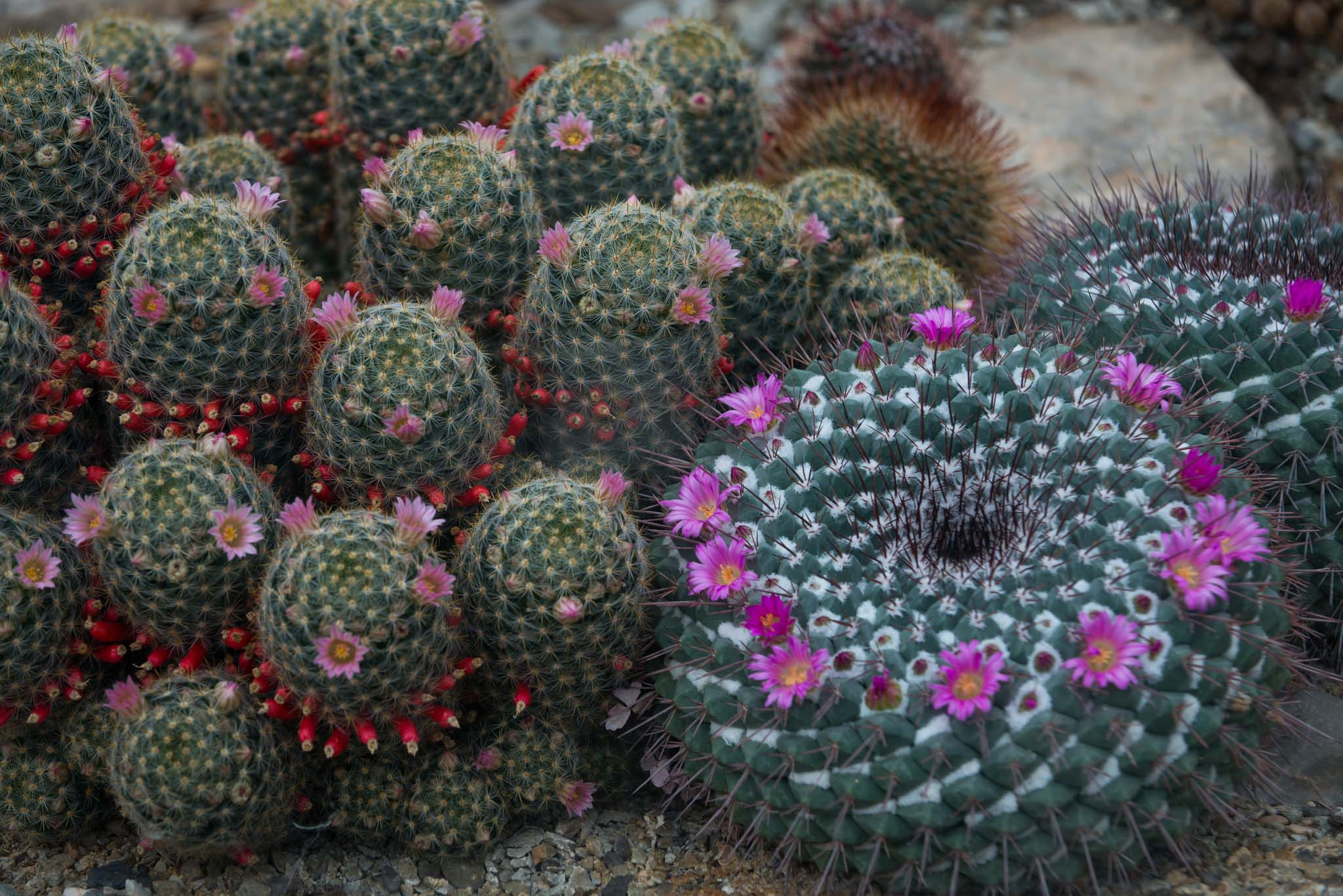 Симеиз-Ялта. Друзья. Юлия Розанова, коммерческий фоторепортаж в Москве