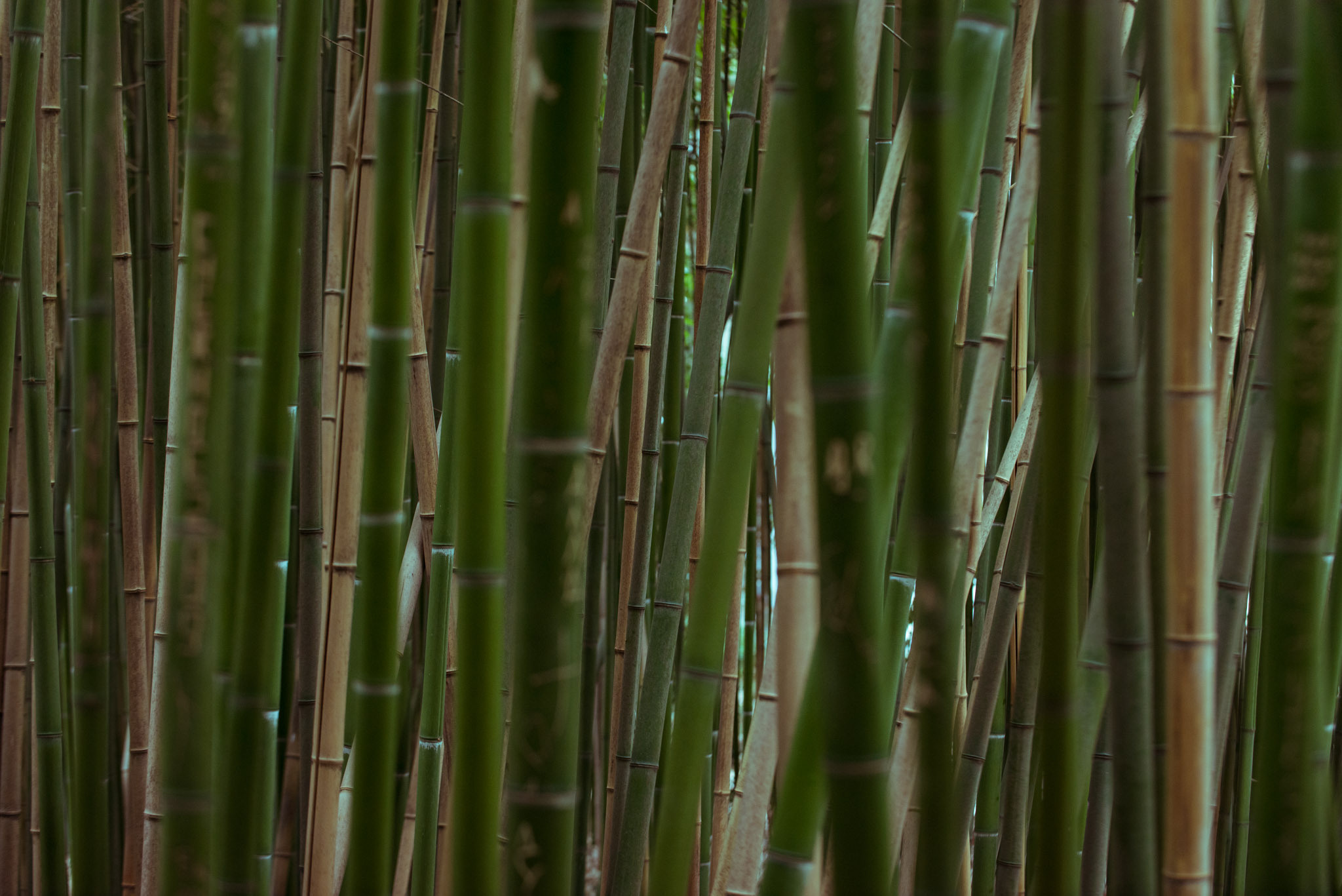 Симеиз-Ялта. Друзья. Юлия Розанова, коммерческий фоторепортаж в Москве