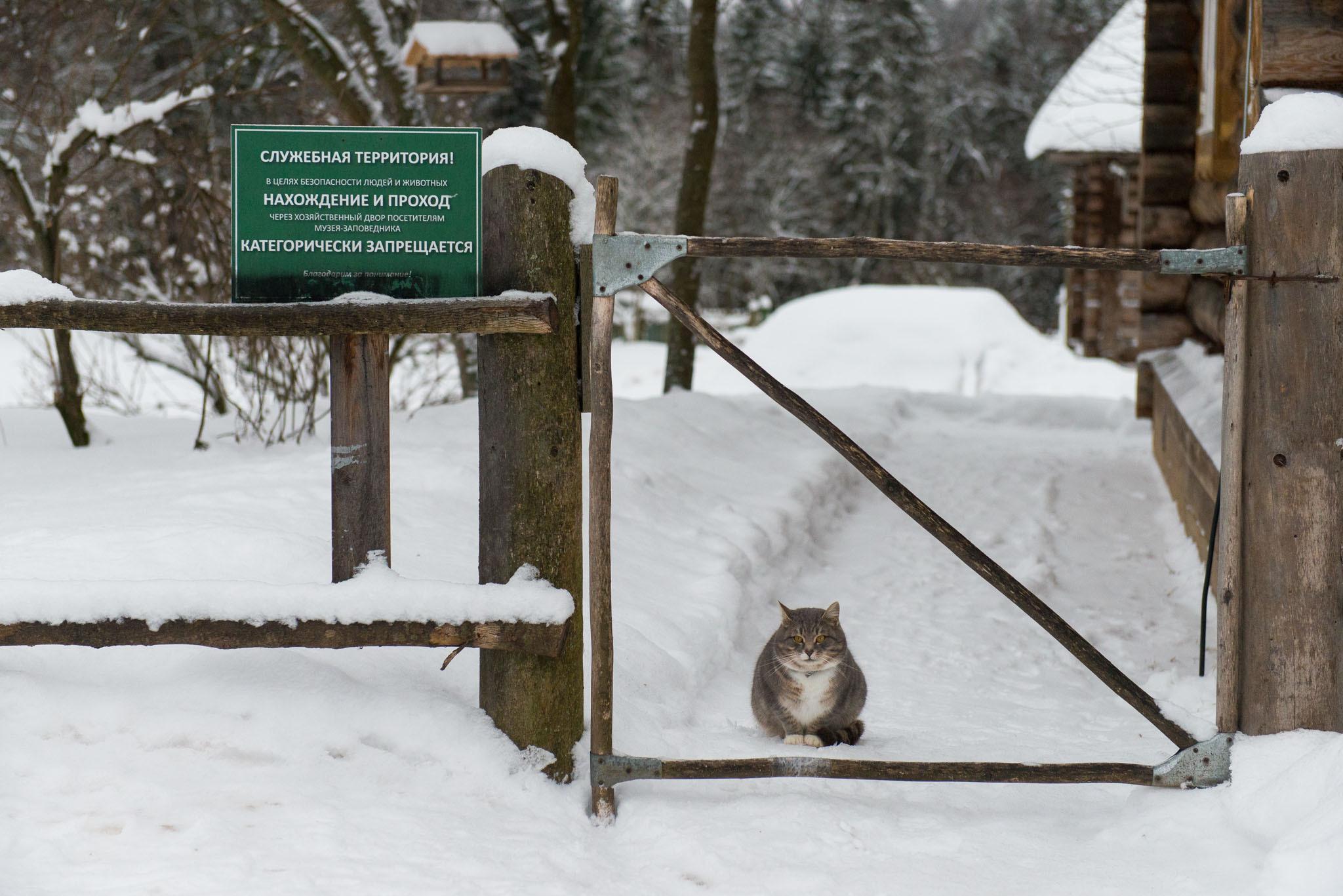 Московская обл. Шахматово. Юлия Розанова, коммерческий фоторепортаж в Москве