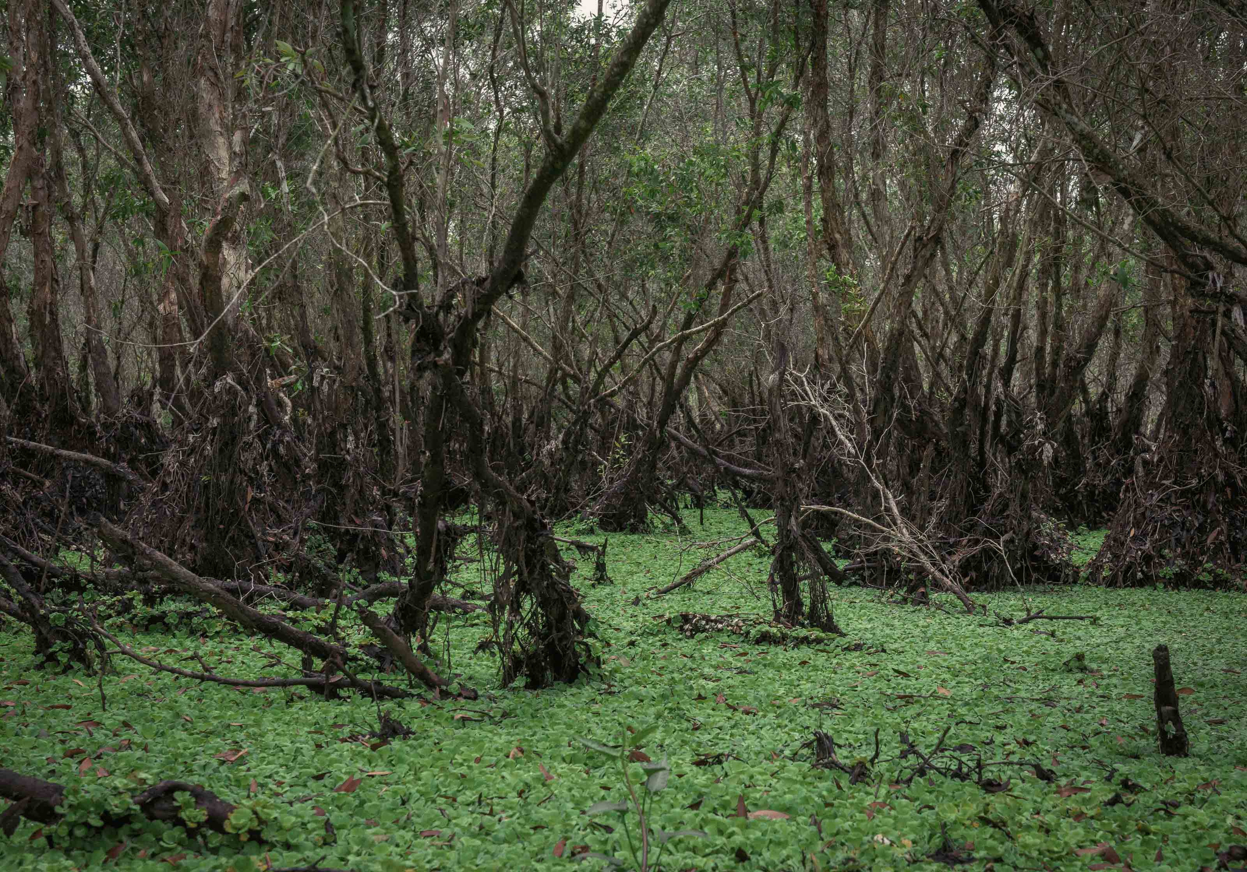 Тяудок. Март 2018. Юлия Розанова, коммерческий фоторепортаж в Москве