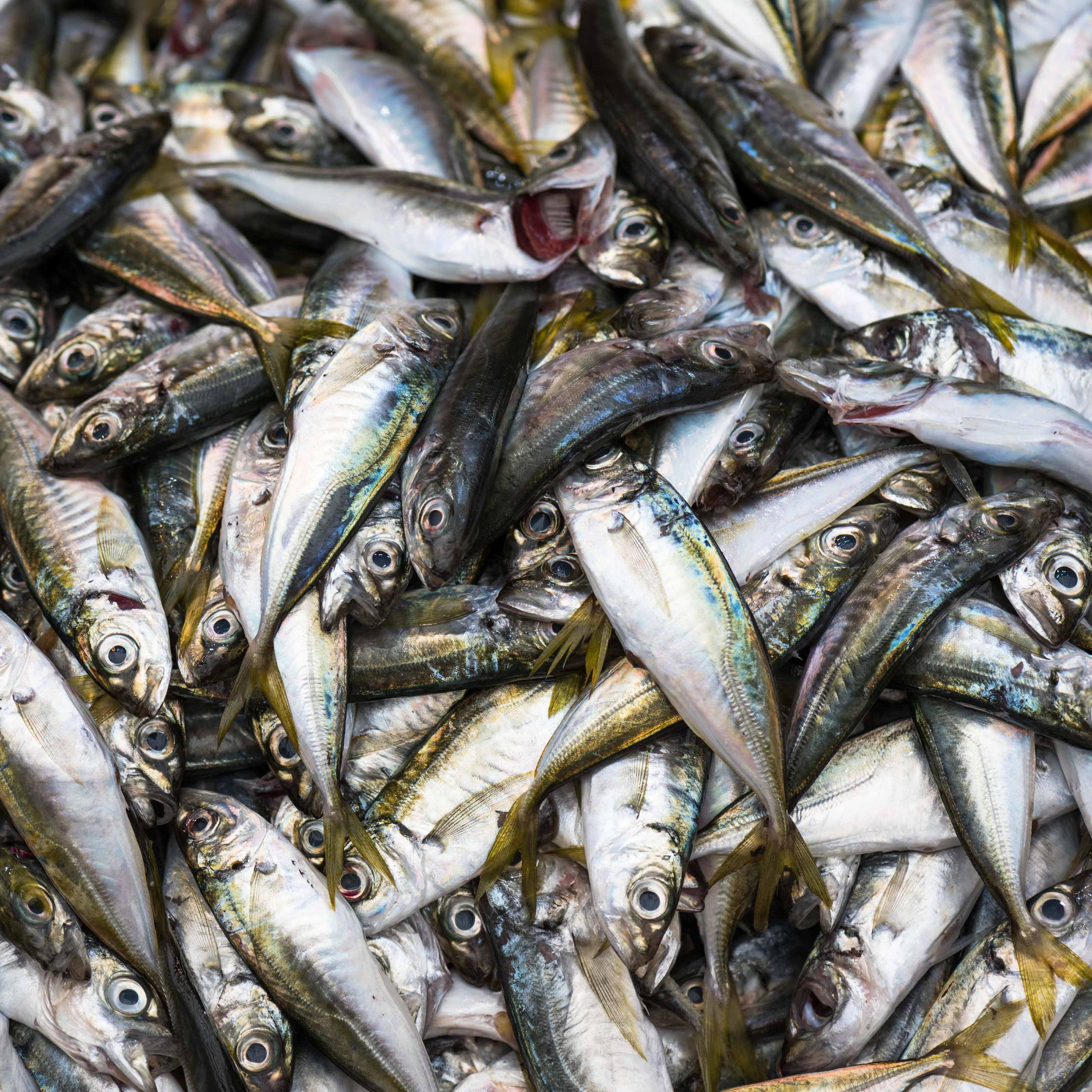 Турция '19. Юлия Розанова, коммерческий фоторепортаж в Москве