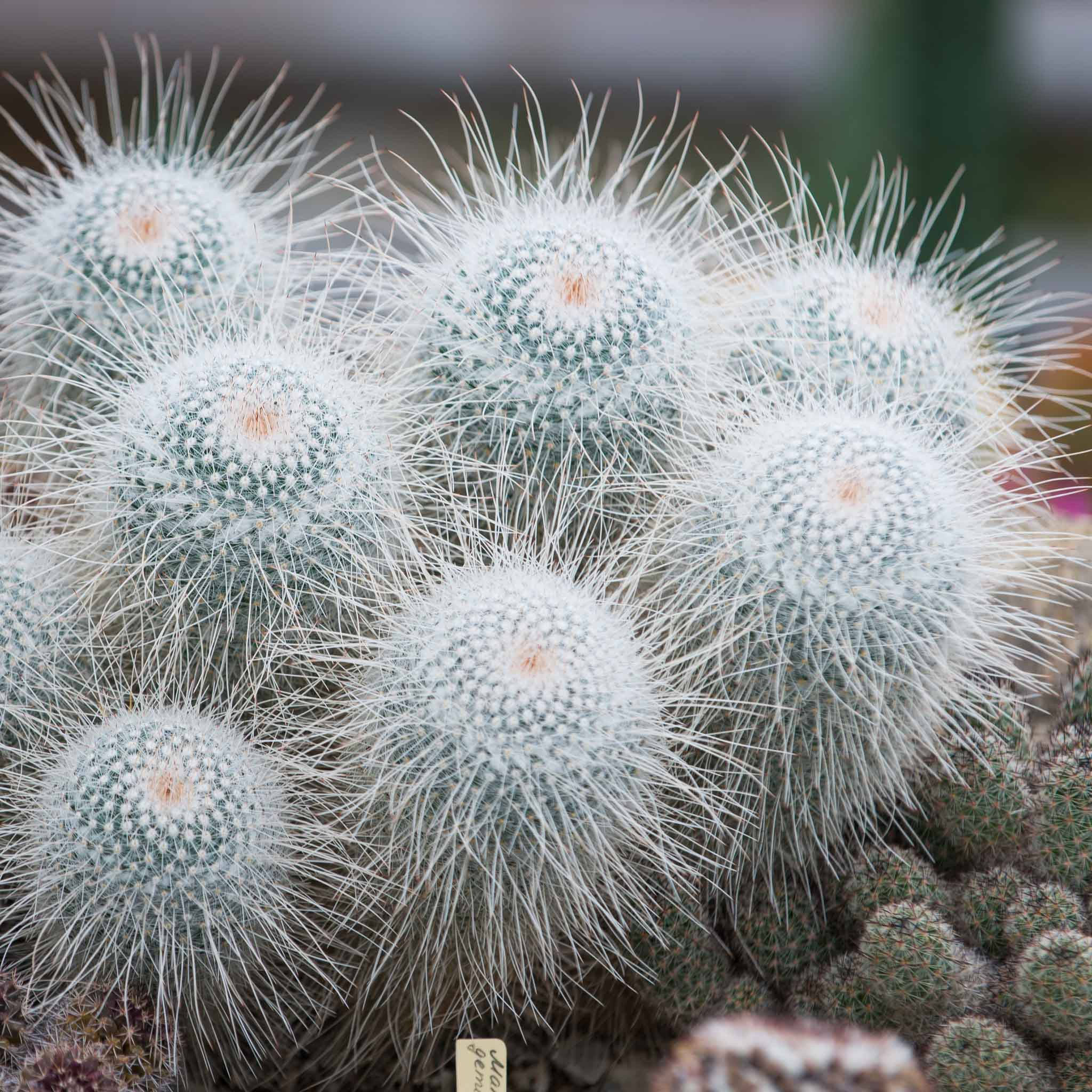 Симеиз-Ялта. Друзья. Юлия Розанова, коммерческий фоторепортаж в Москве