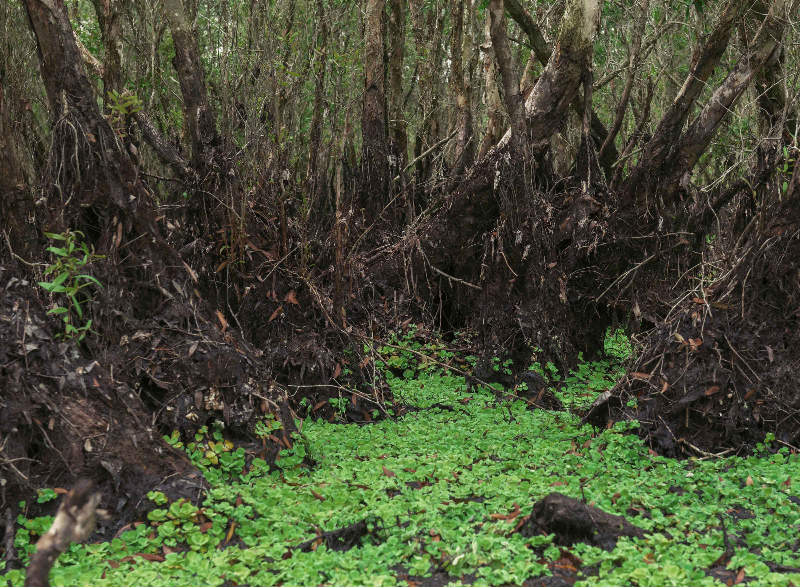 Тяудок. Март 2018. Юлия Розанова, коммерческий фоторепортаж в Москве