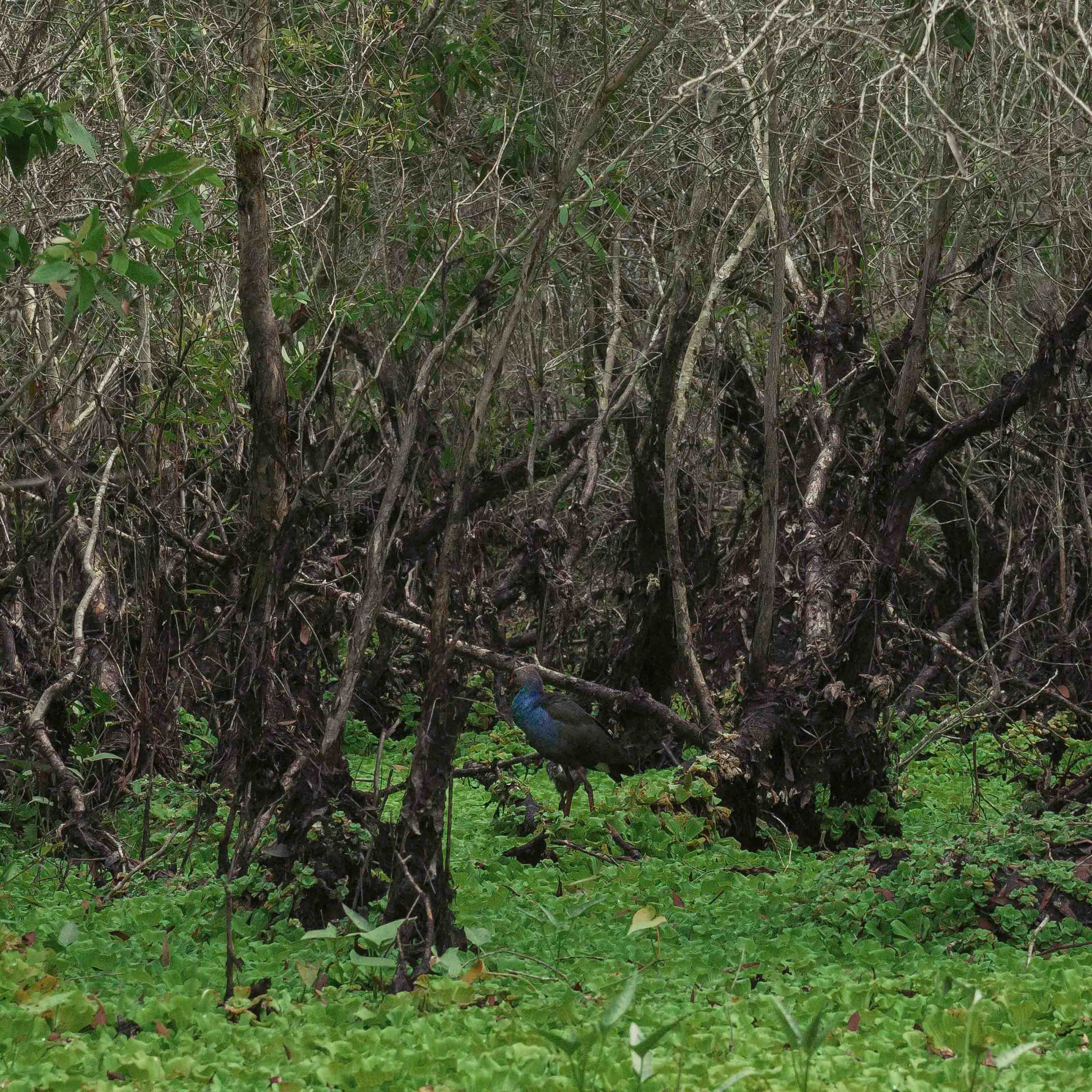 Тяудок. Март 2018. Юлия Розанова, коммерческий фоторепортаж в Москве