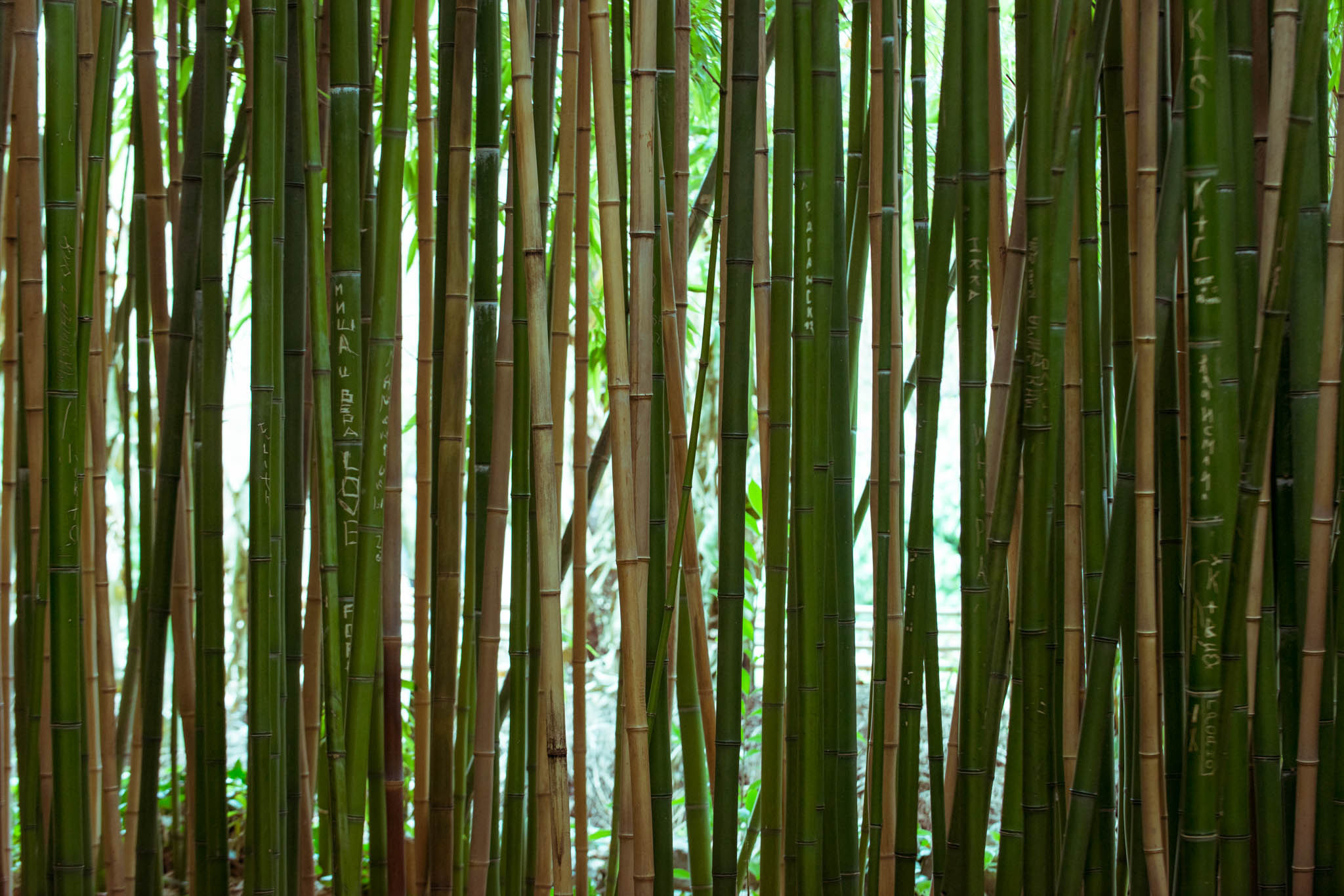 Симеиз-Ялта. Друзья. Юлия Розанова, коммерческий фоторепортаж в Москве