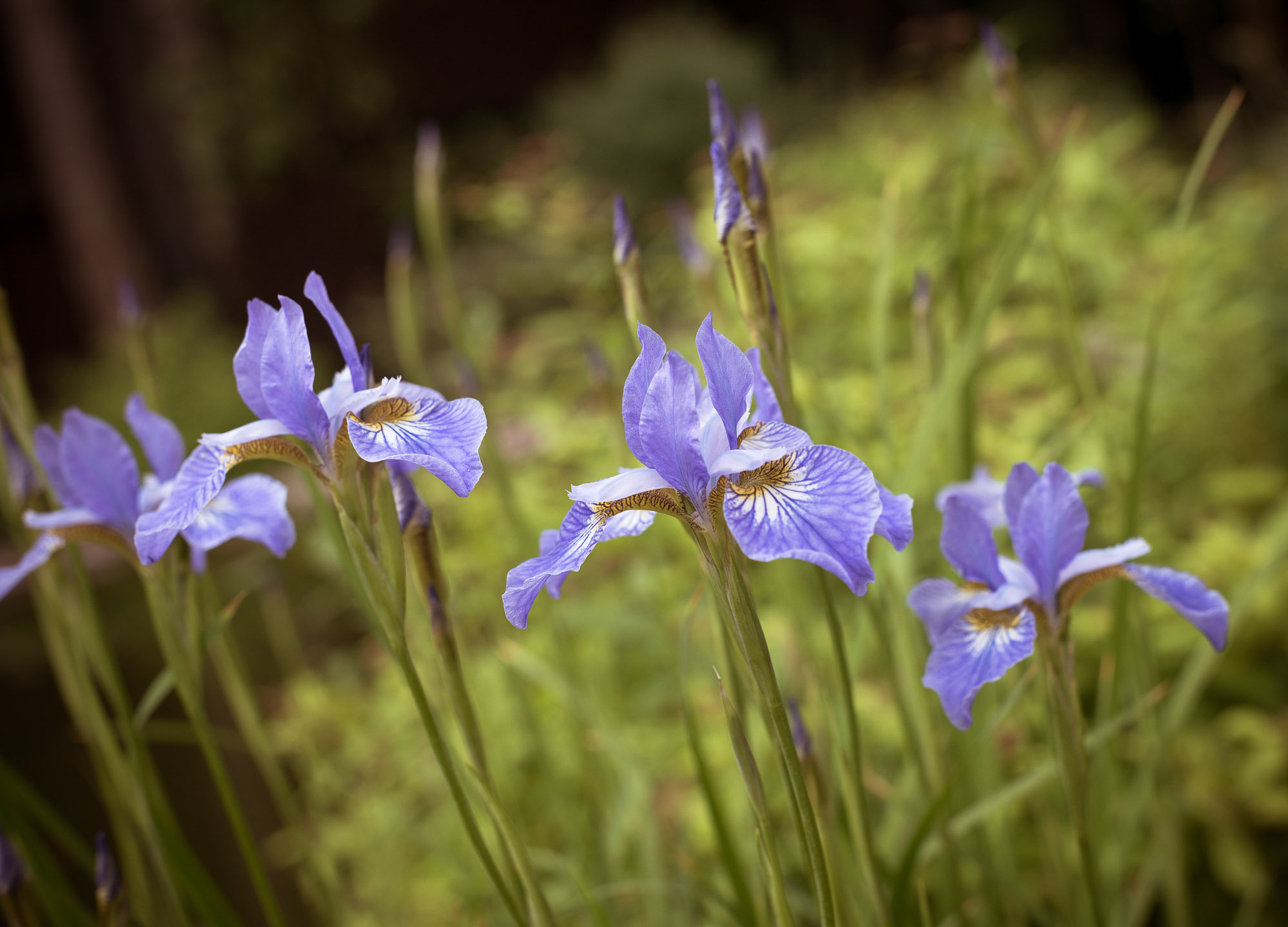 Давид 1 год. Праздник на даче. Юлия Розанова, коммерческий фоторепортаж в Москве