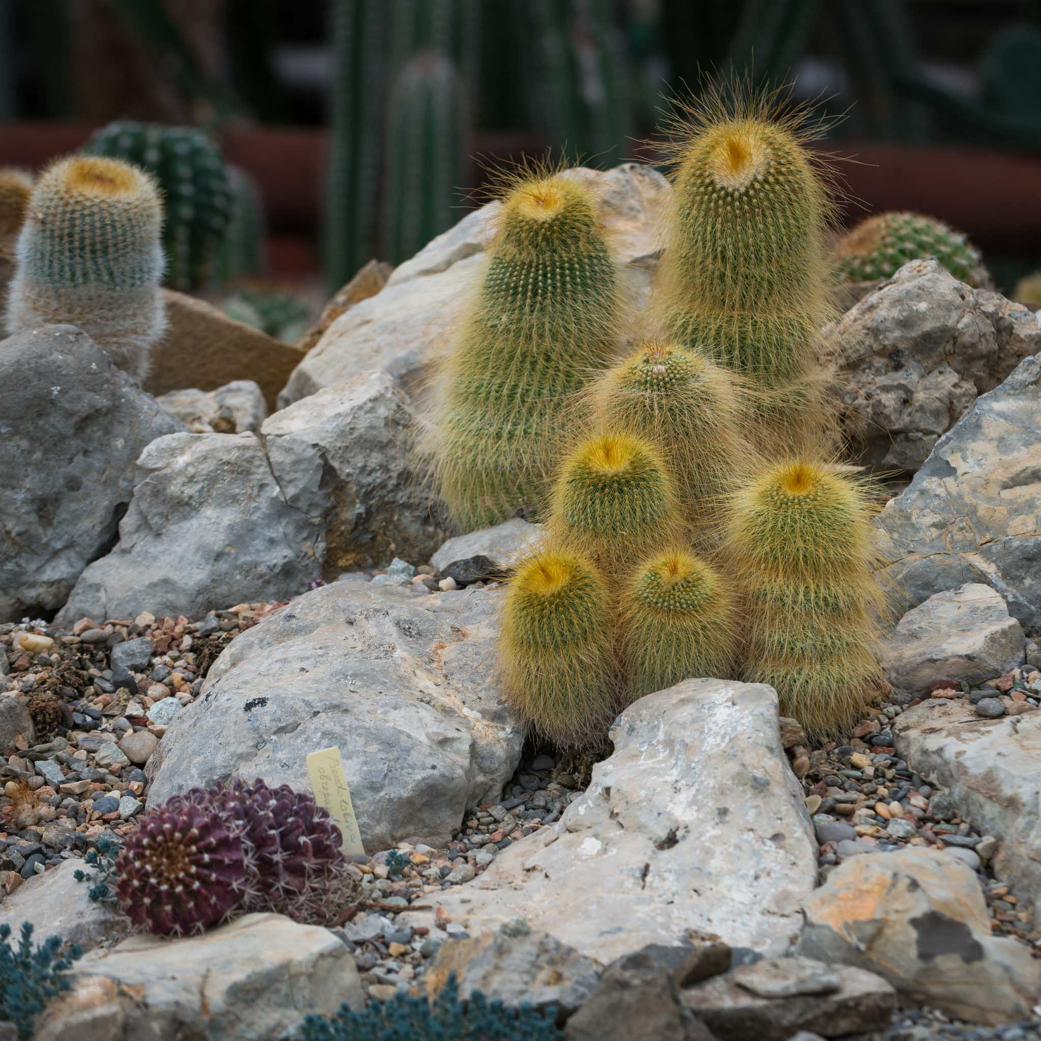 Симеиз-Ялта. Друзья. Юлия Розанова, коммерческий фоторепортаж в Москве