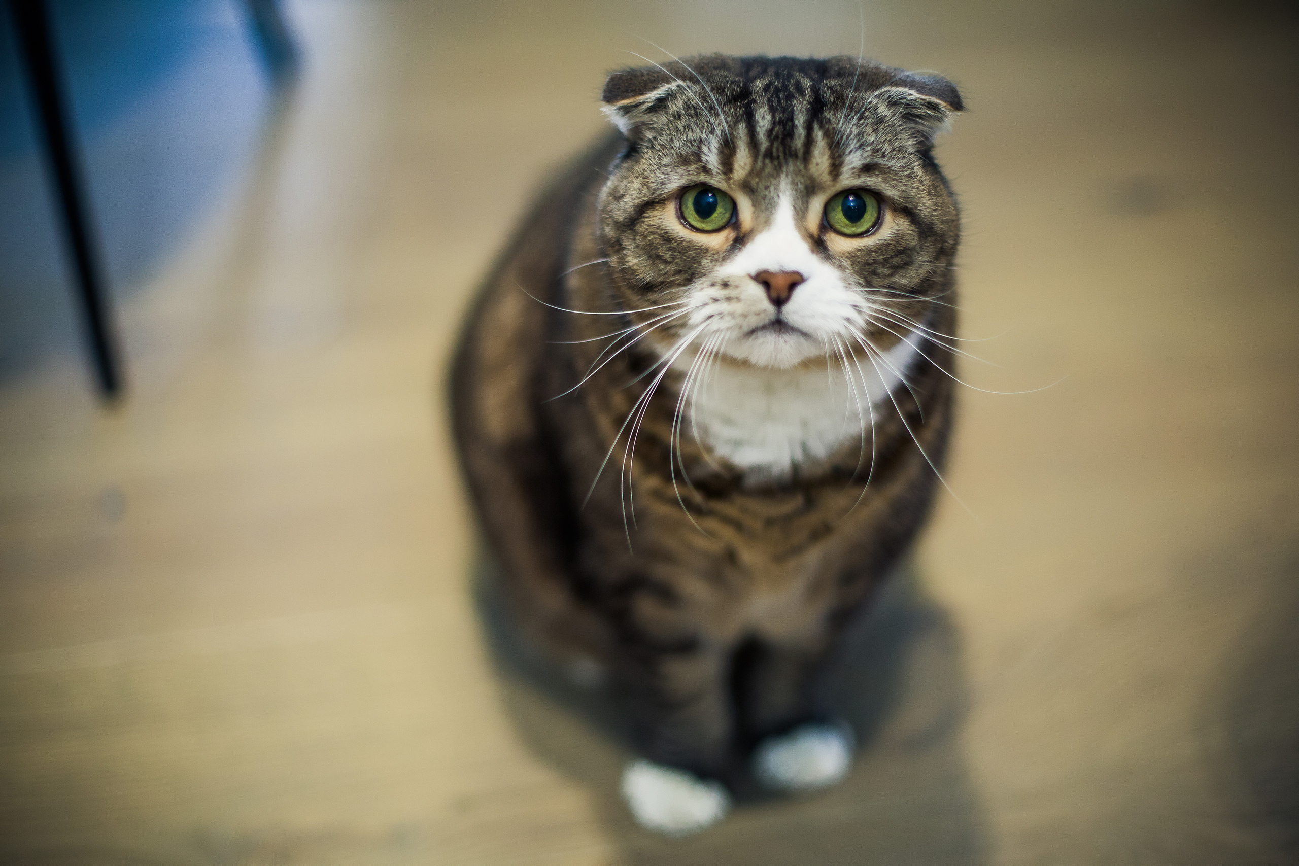 Новогодняя семейная фотосессия. Детский, свадебный и семейный фотограф Юлия Курбатова, Санкт-Петербург