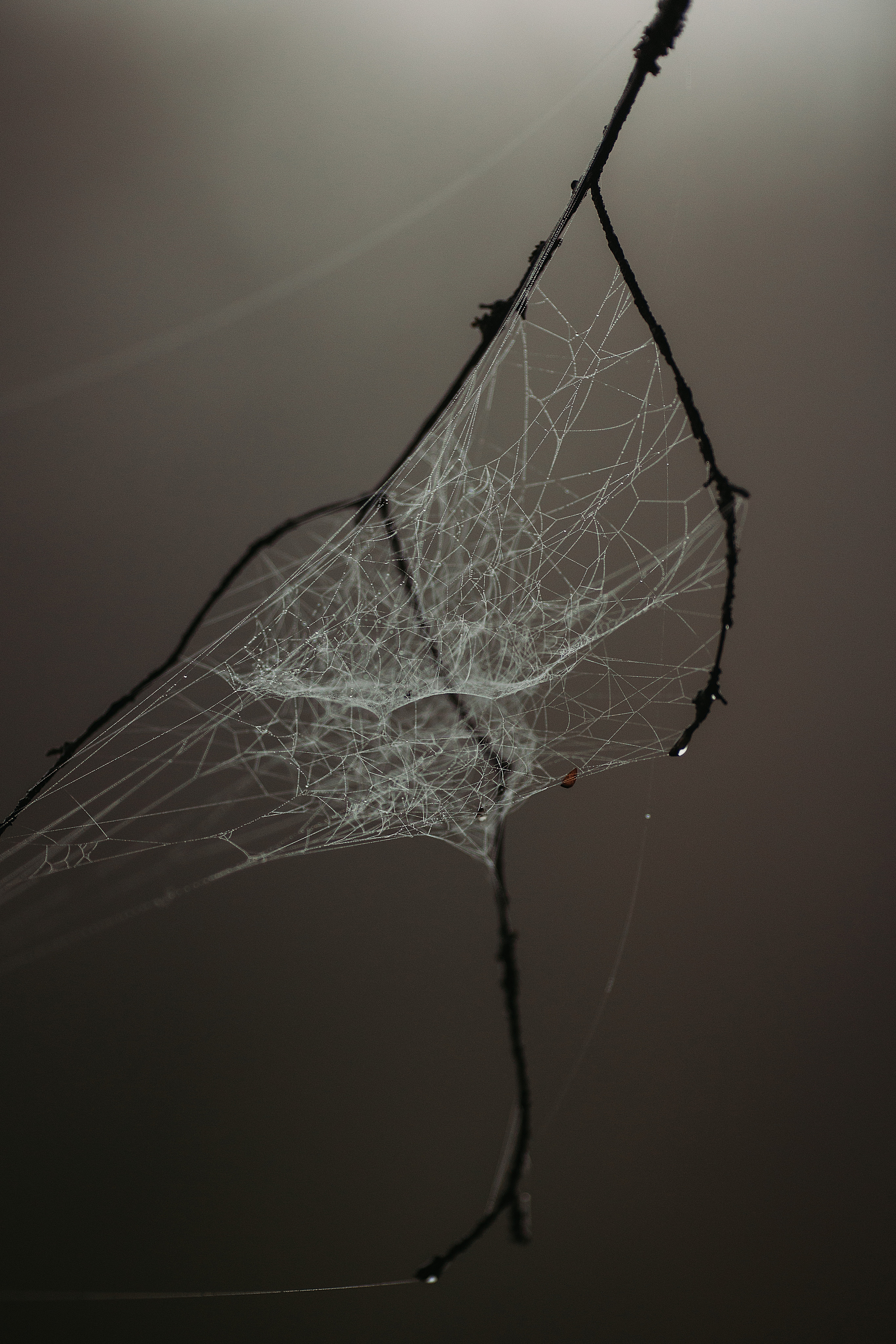 паутина осенью