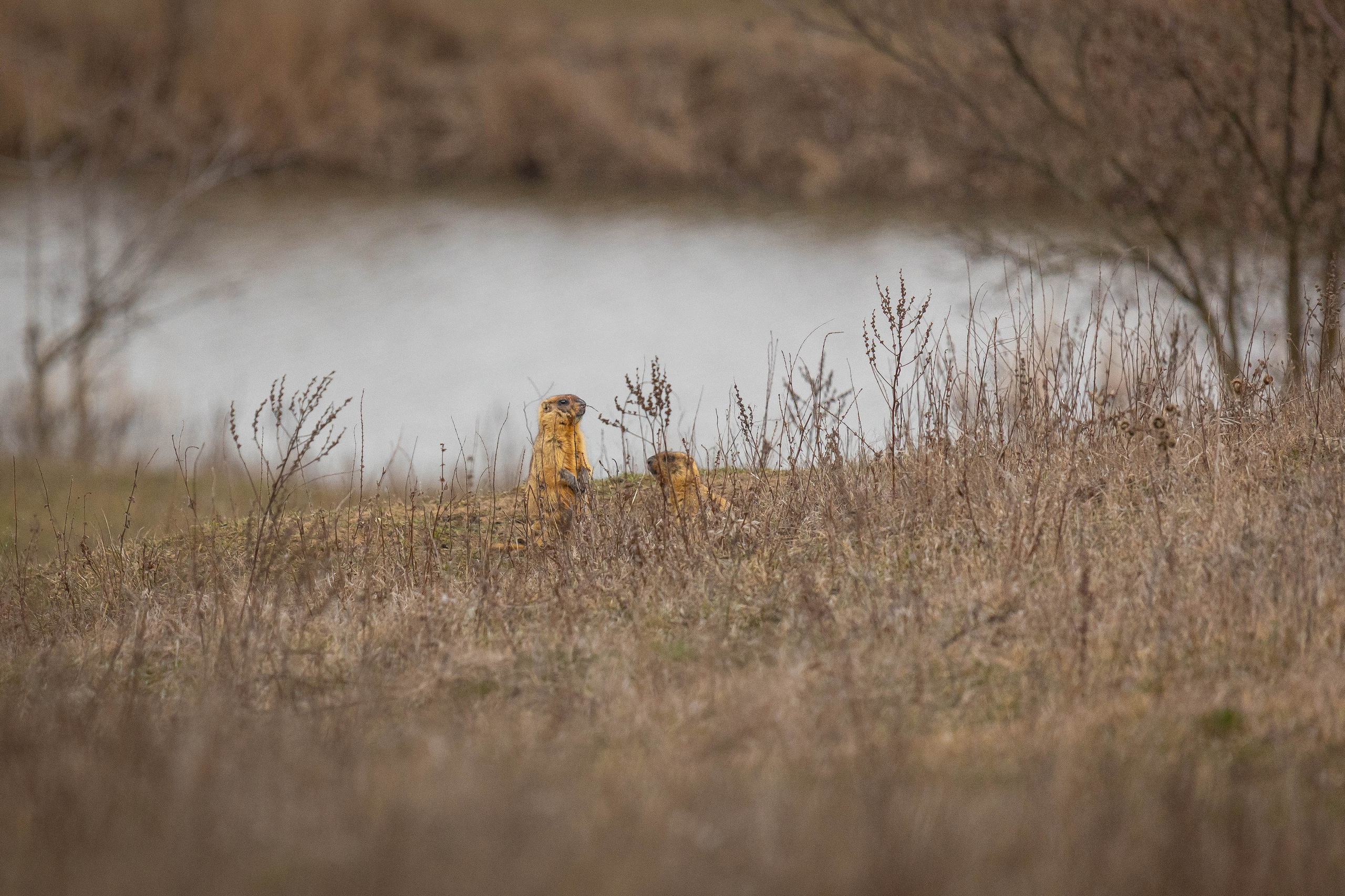 Дикий животный мир. Фотограф-АниМалист Анна Абрамова