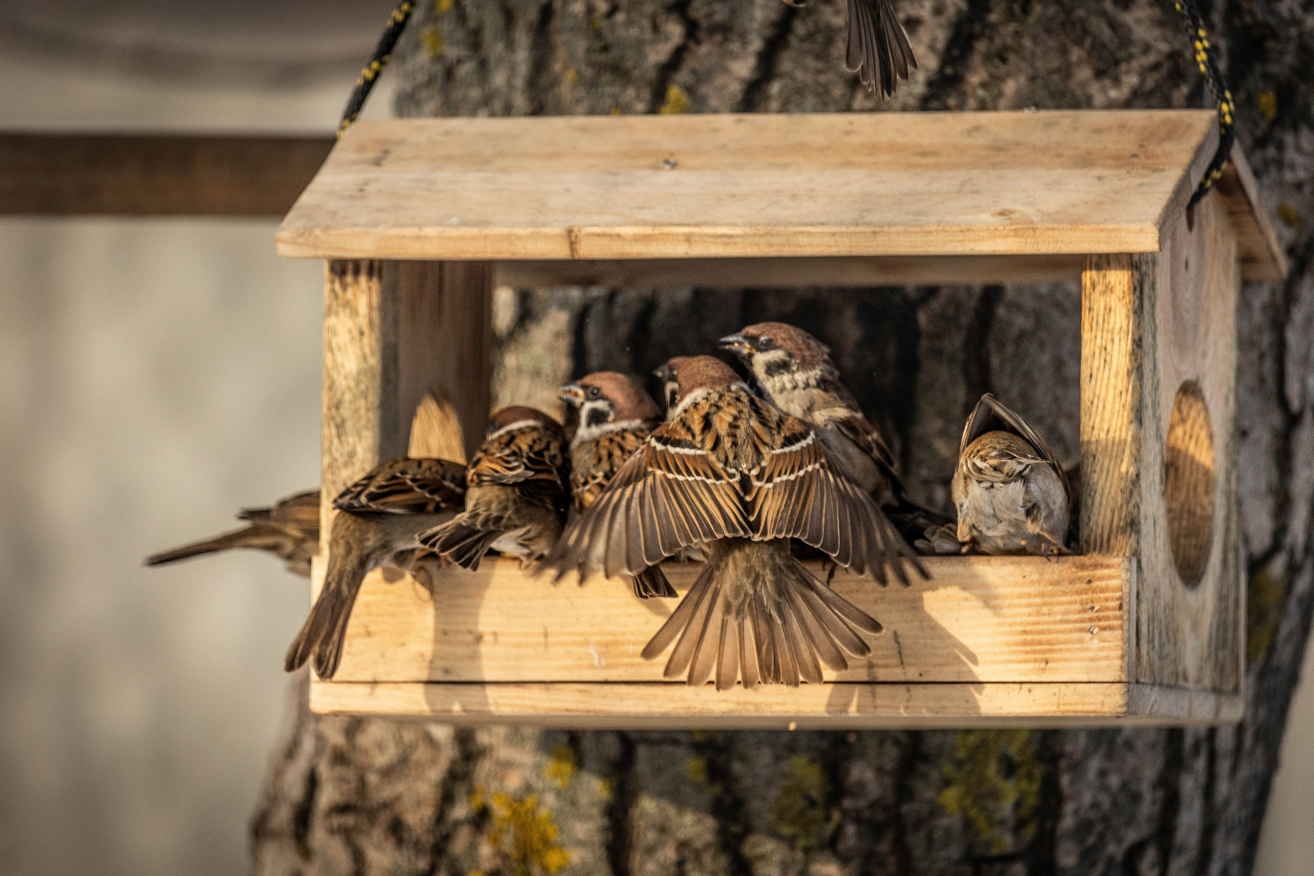 Дикий животный мир. Фотограф-АниМалист Анна Абрамова