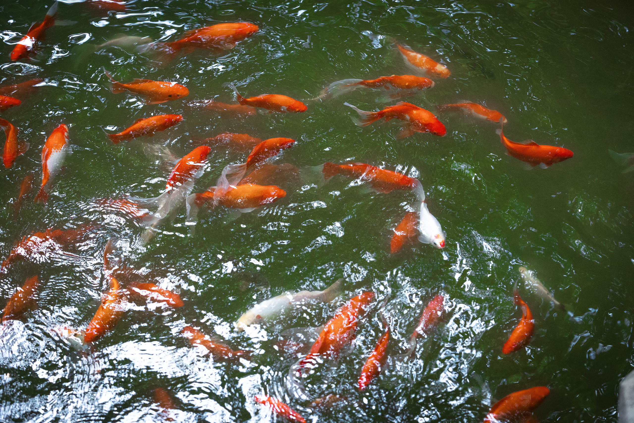 Зоопарк Малинки. Фотограф-АниМалист Анна Абрамова