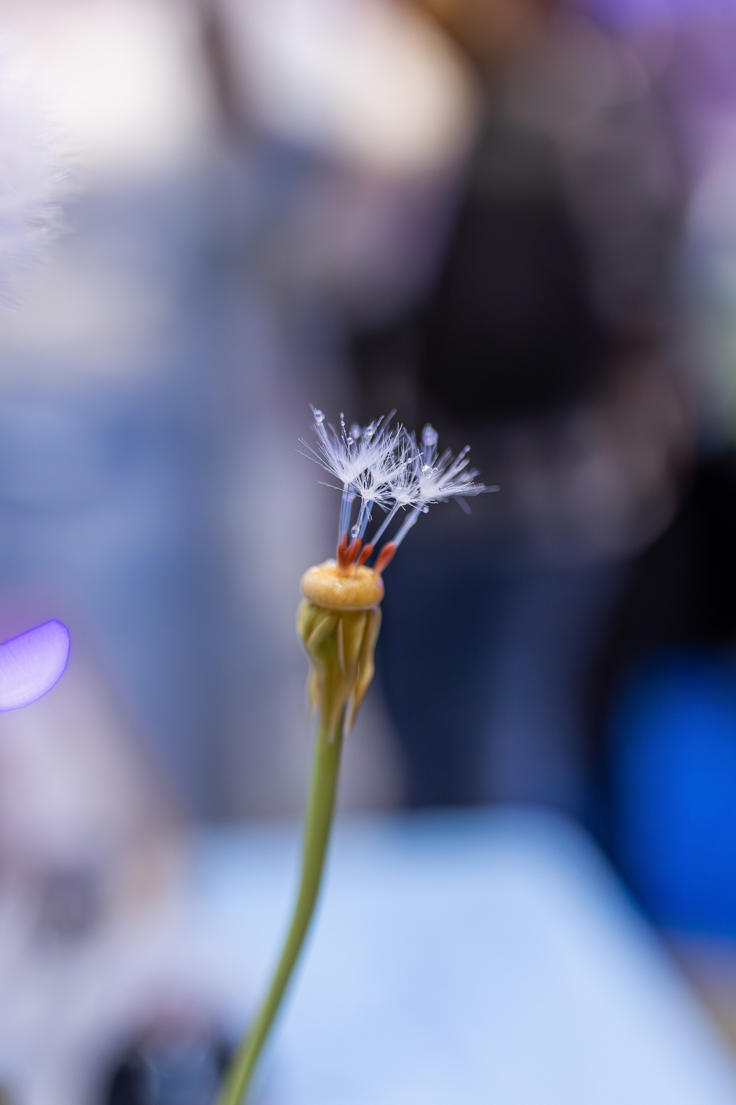 ART FLECTION. Александра Куликова фотограф, Москва