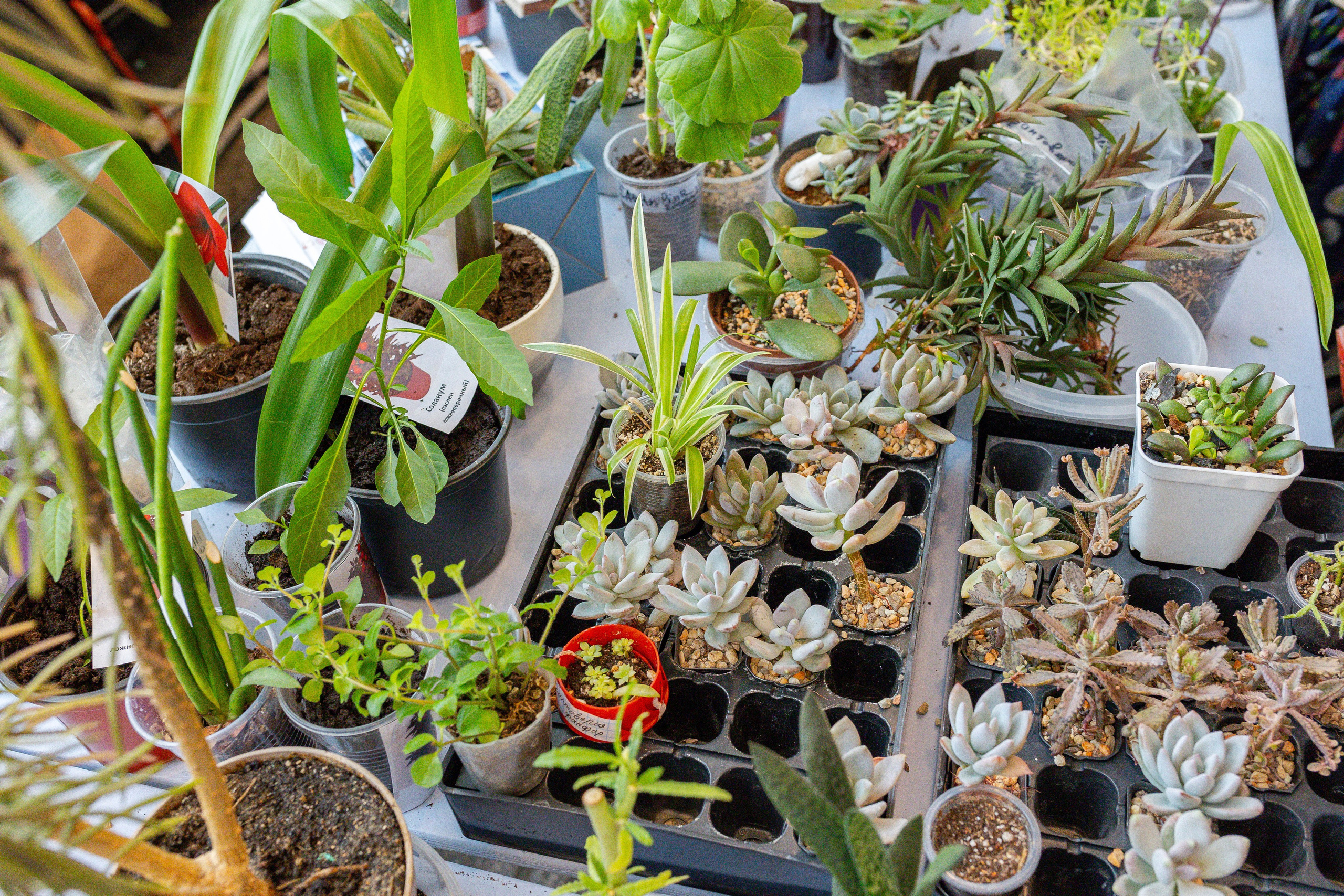 Кактус Фест. Александра Куликова фотограф, Москва