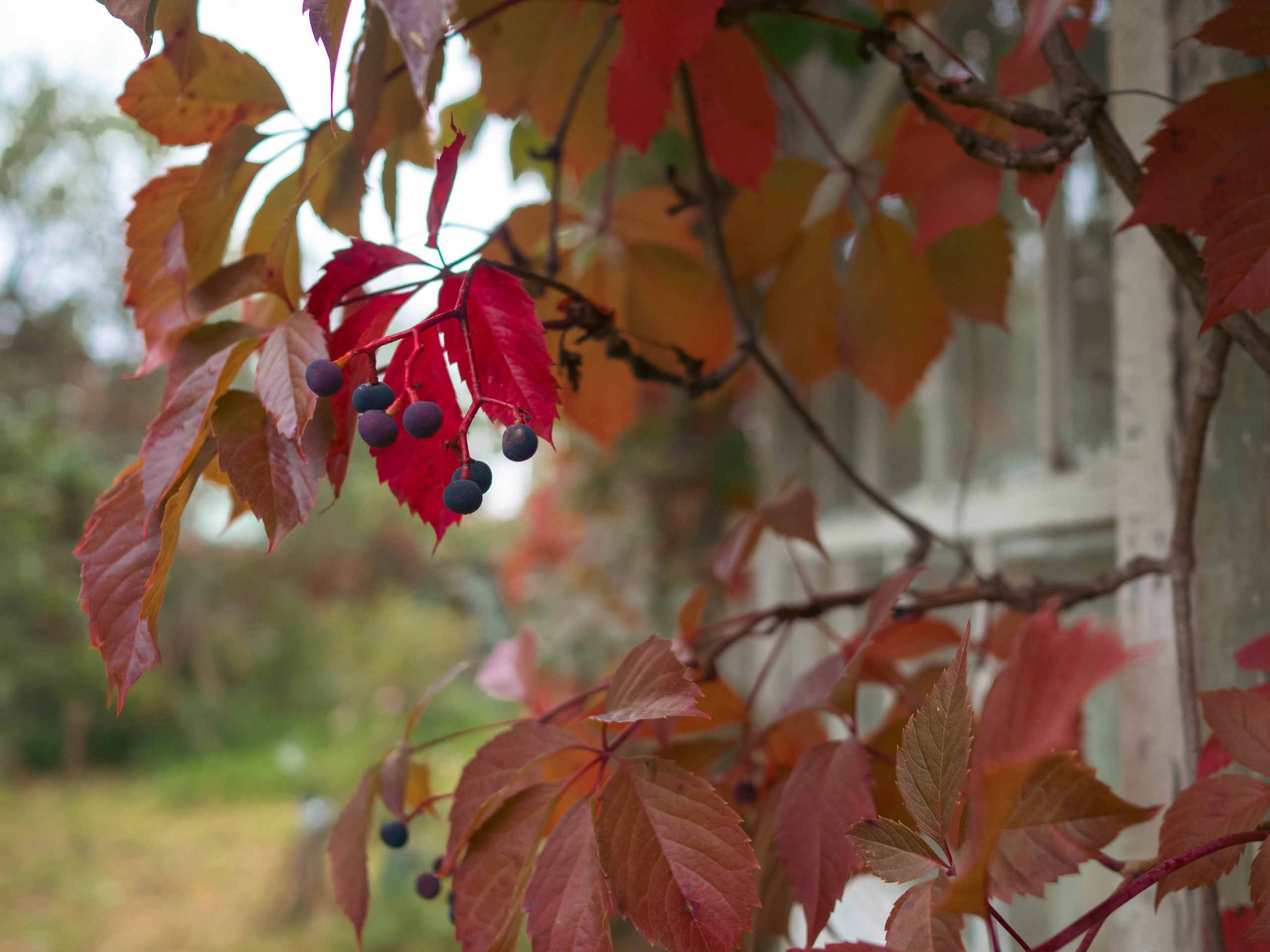 20230916 Дача. Дмитрий Ремизов. Фотография, как хобби