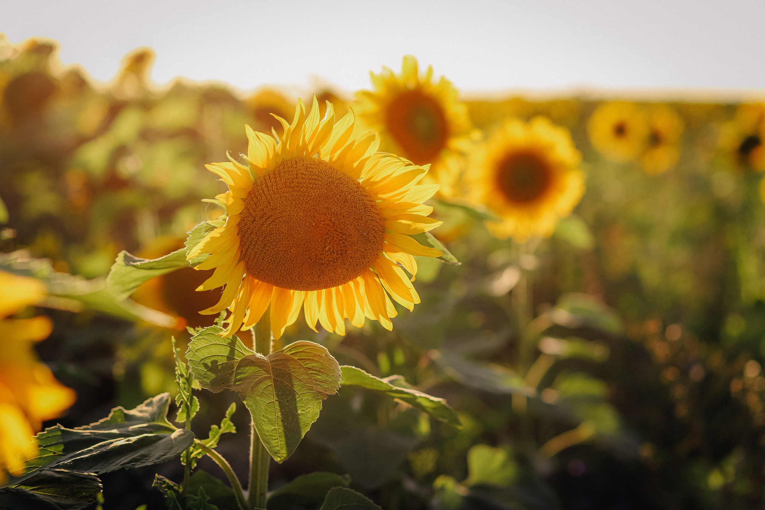 Лера, Максим и Агата. Семейный фотограф Юлия Тиева
