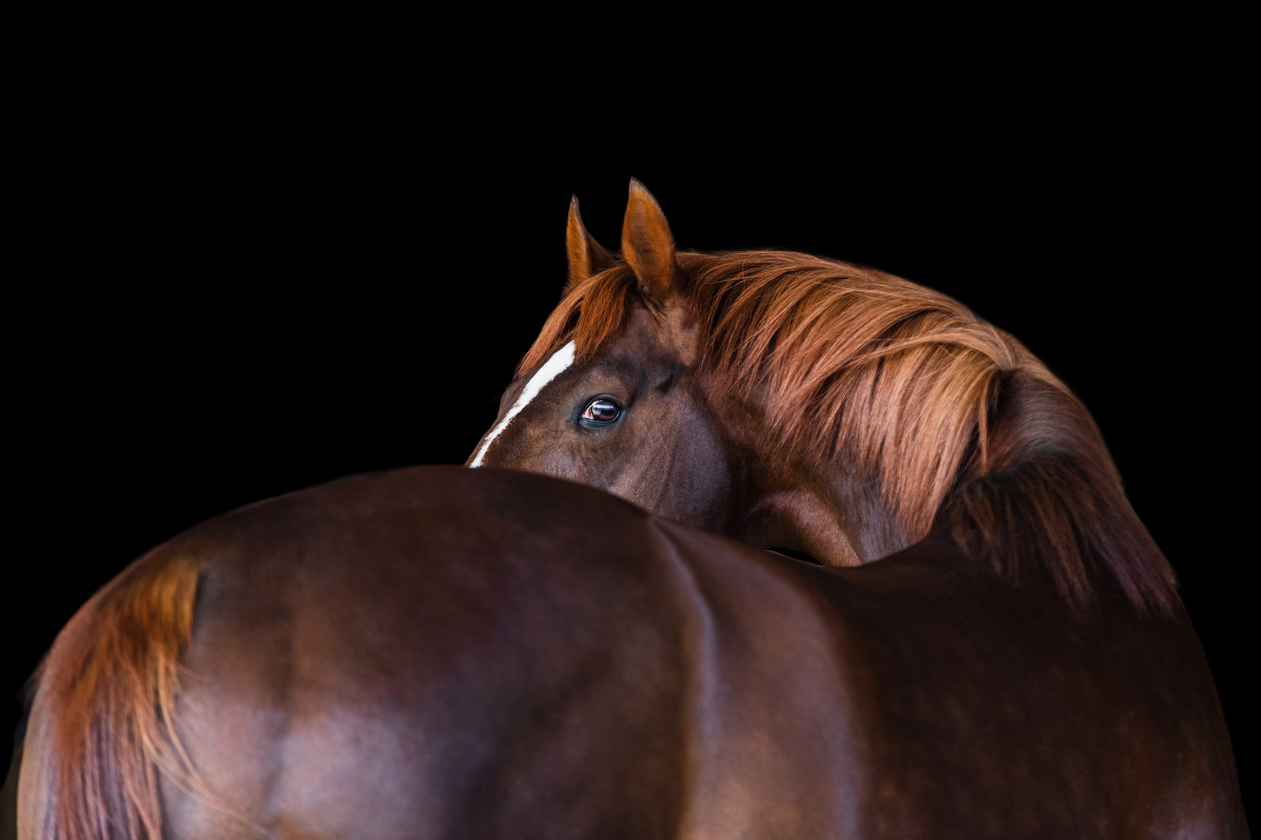 На природе. Фотограф-анималист Ксендзова Кристина