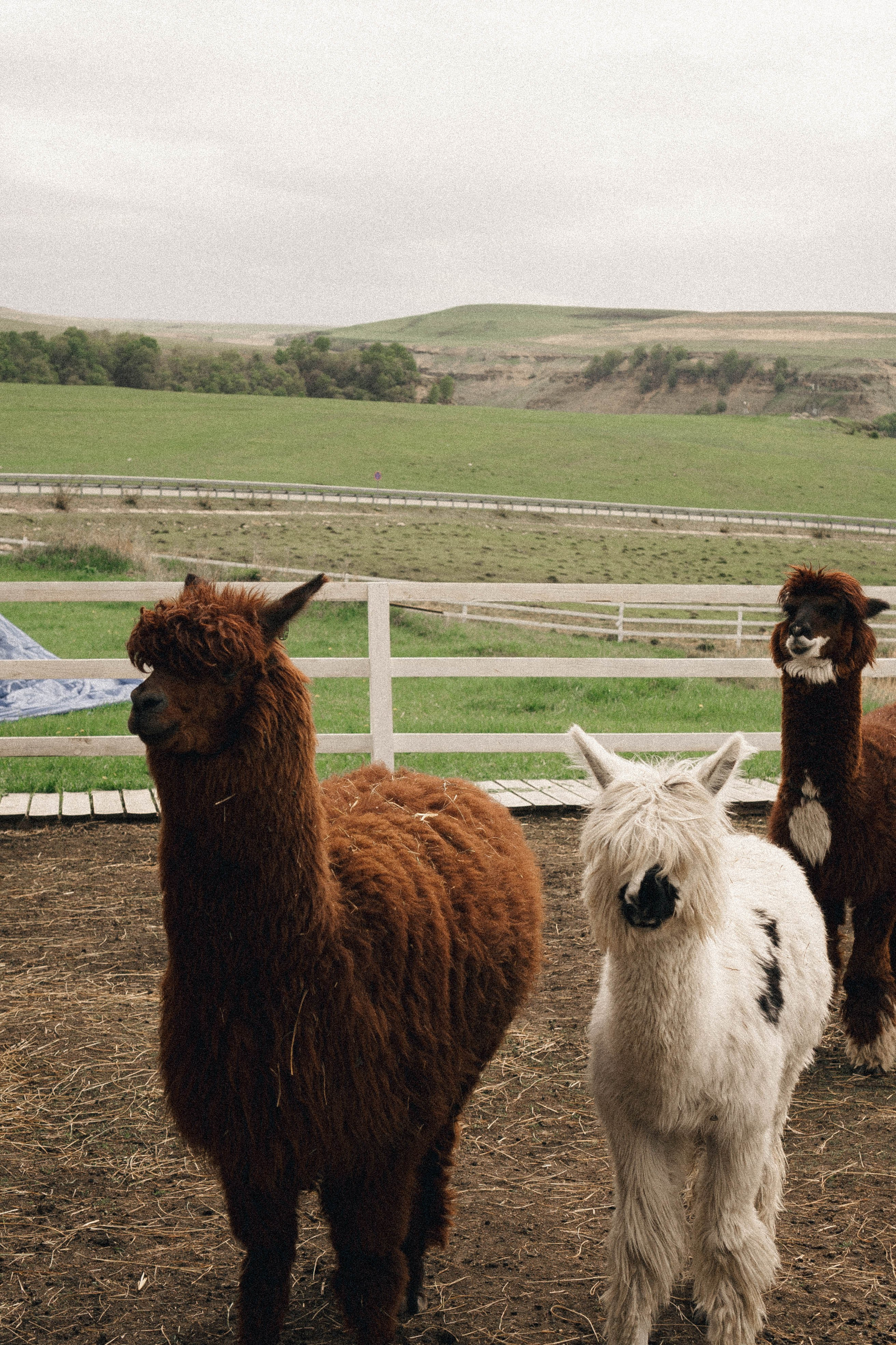Ферма Альпак. Профессиональный фотограф, Санкт-Петербург — Виктория Богомолова