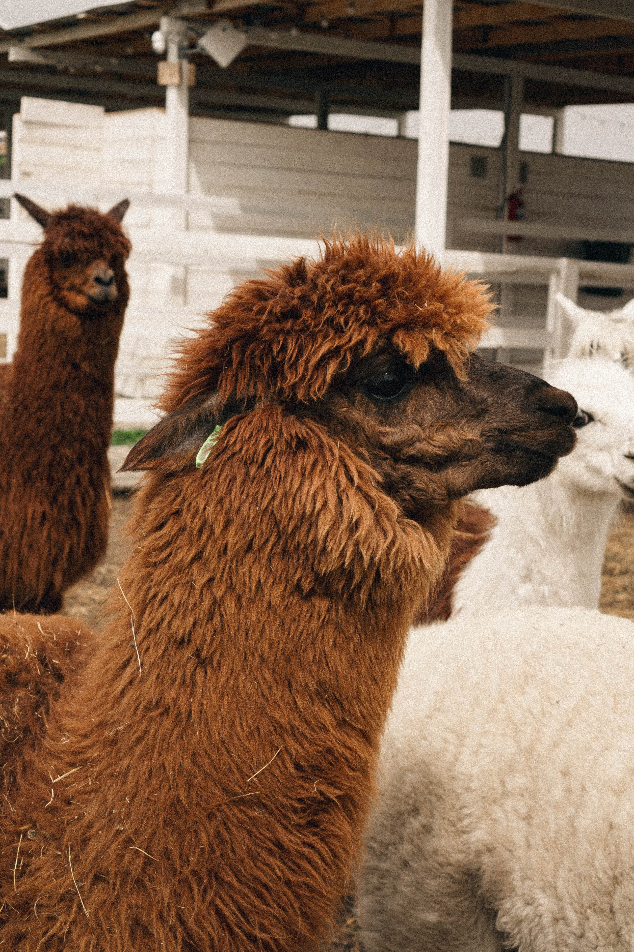 Ферма Альпак. Профессиональный фотограф, Санкт-Петербург — Виктория Богомолова