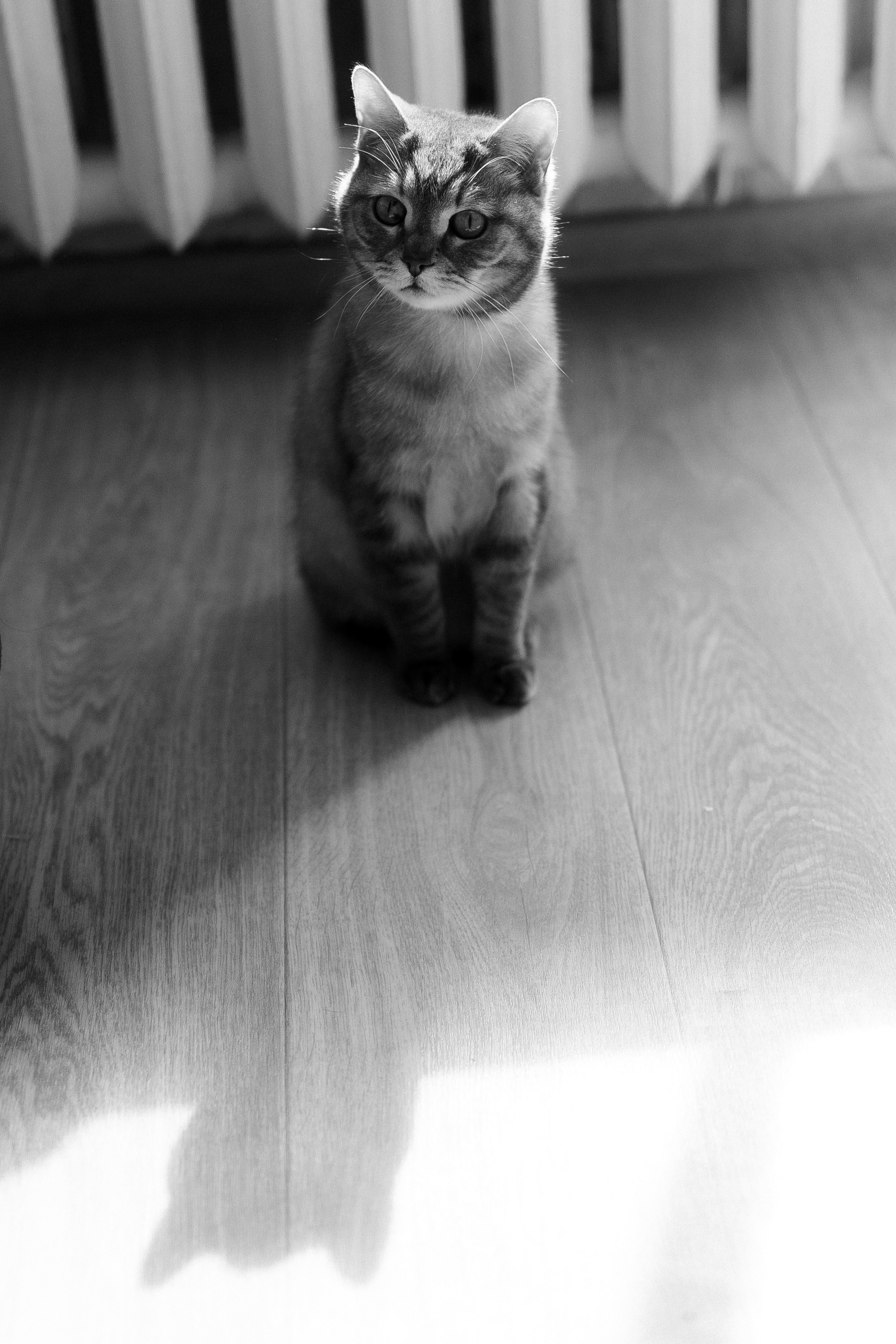 Юра Даша +1. Ланемец Юлия — фотограф Волгоград/Волжский