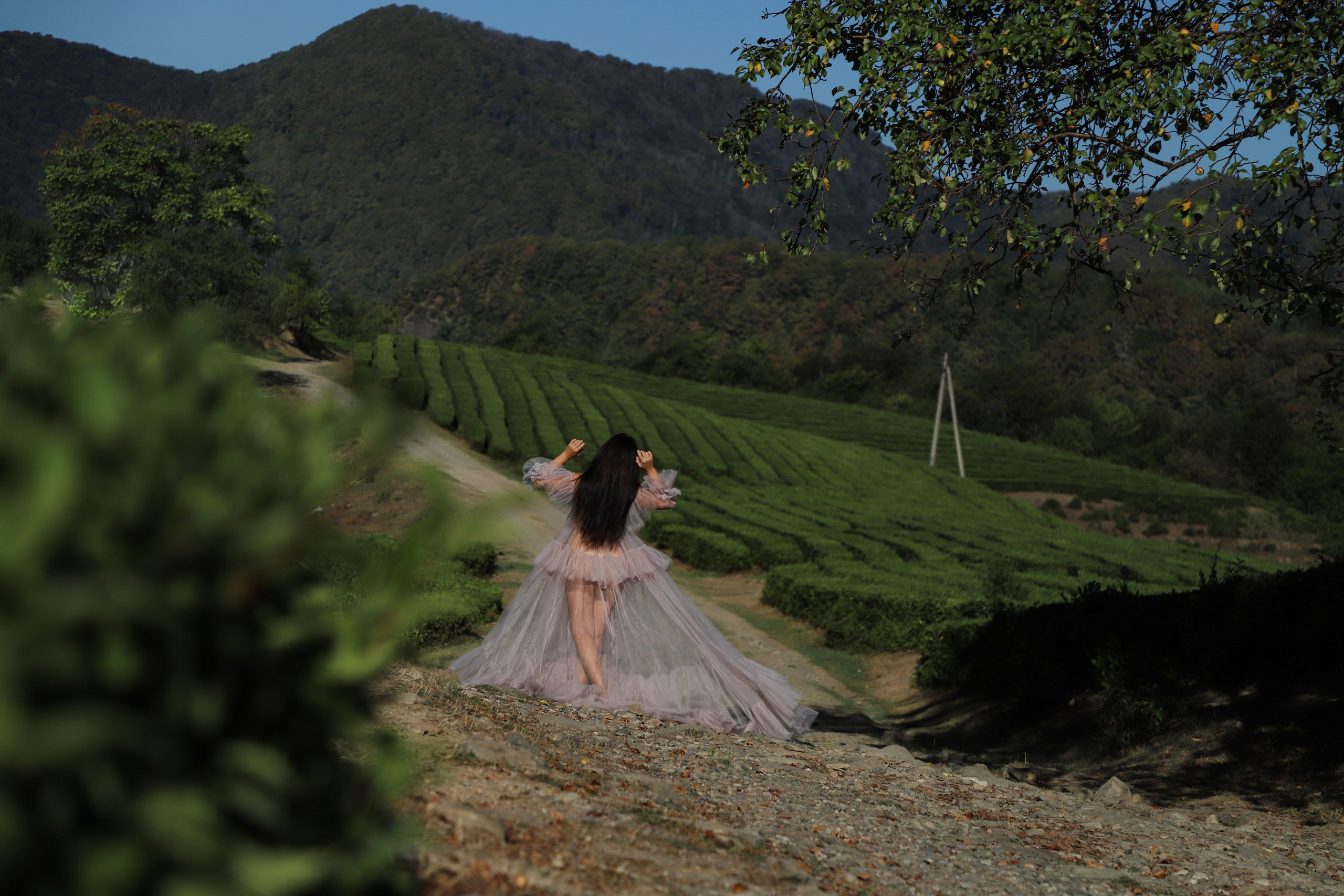 Беремняшка Мацеста чайные плантации 27.08. Главная