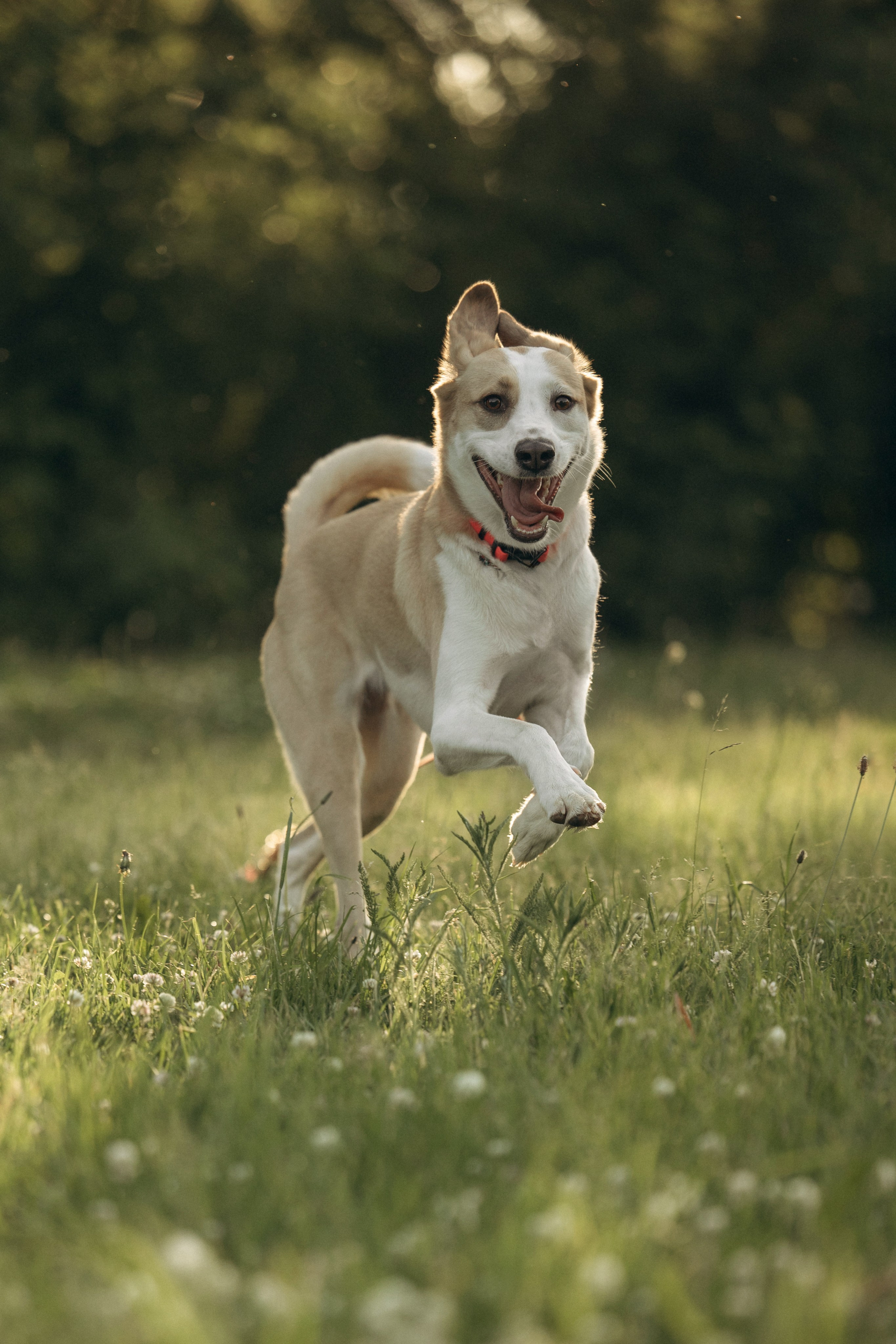 Парк Коломенское. Михаил, Анастасия и Ума. Фотограф анималист в Казани Алина Сулейманова. Фотограф животных