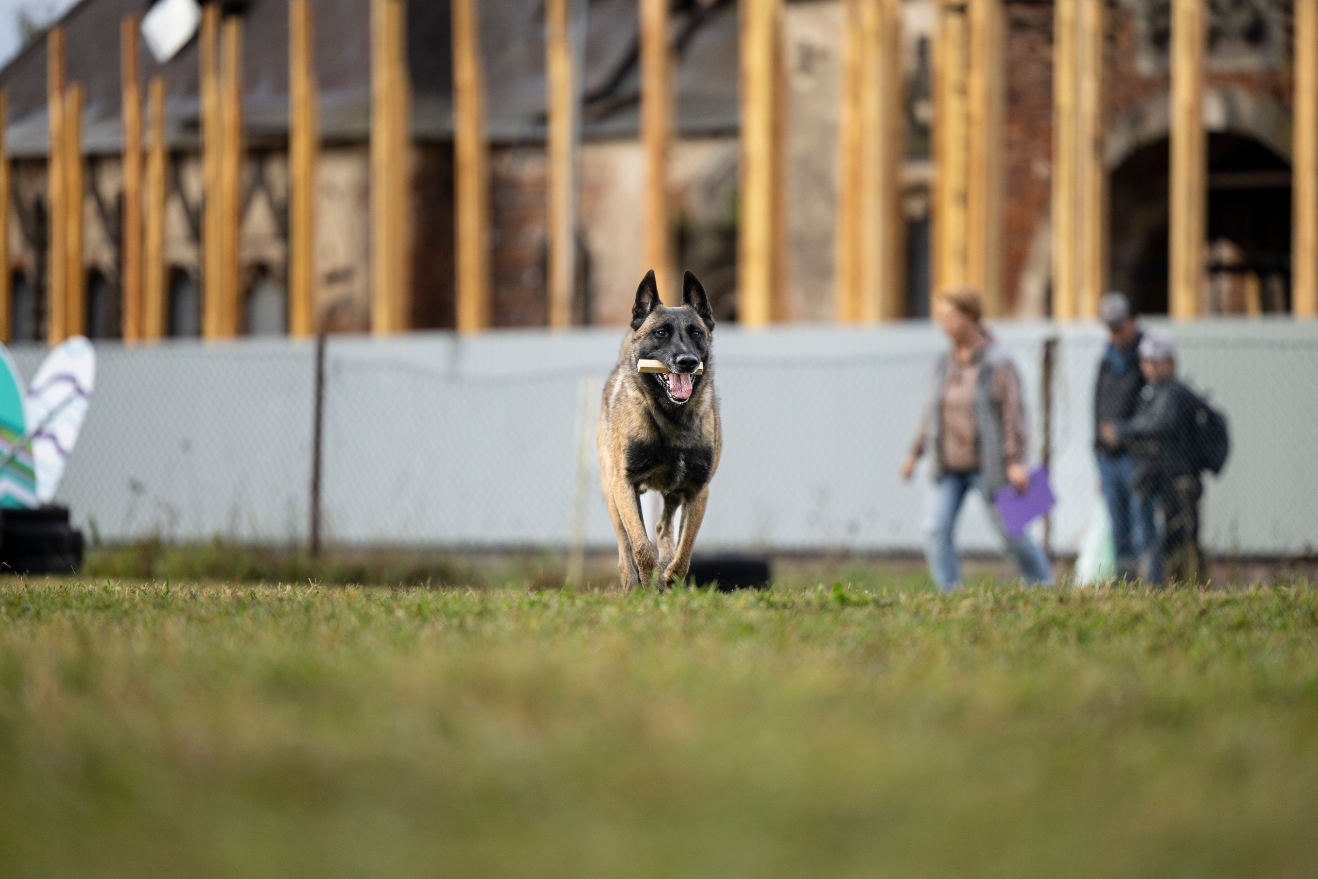 Испытания по Мондьорингу г. Пушкин. Фотограф-анималист Анна Маринич