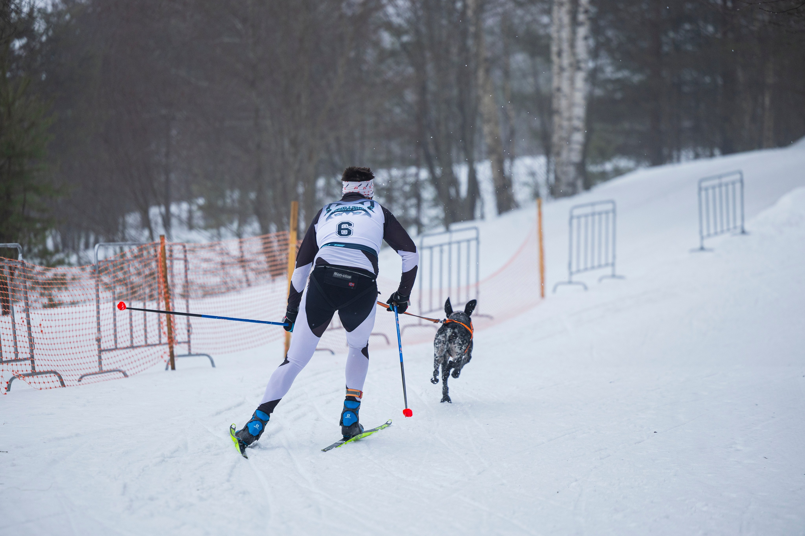 Зимний Чемпионат Санкт-Петербурга по ездовому спорту. Фотограф-анималист Анна Маринич