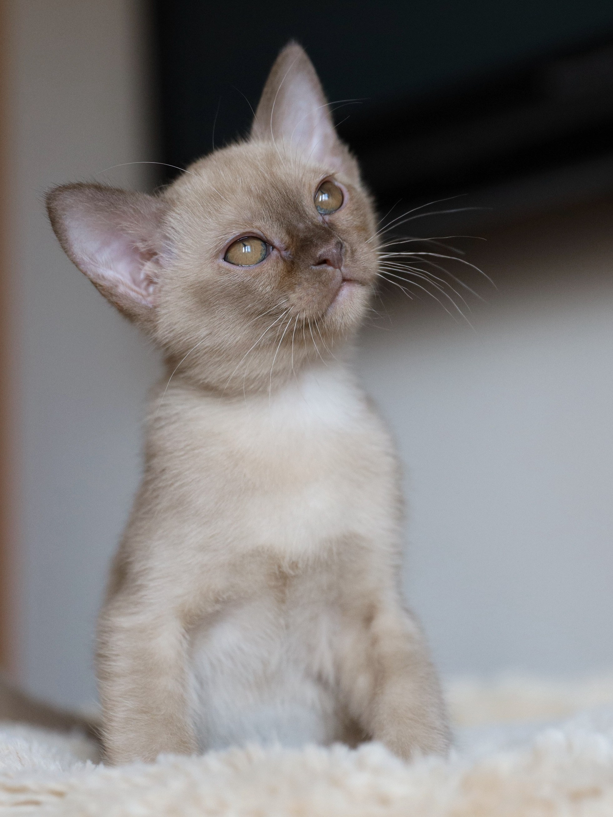 Caesar. Питомник «Bouncy Life»