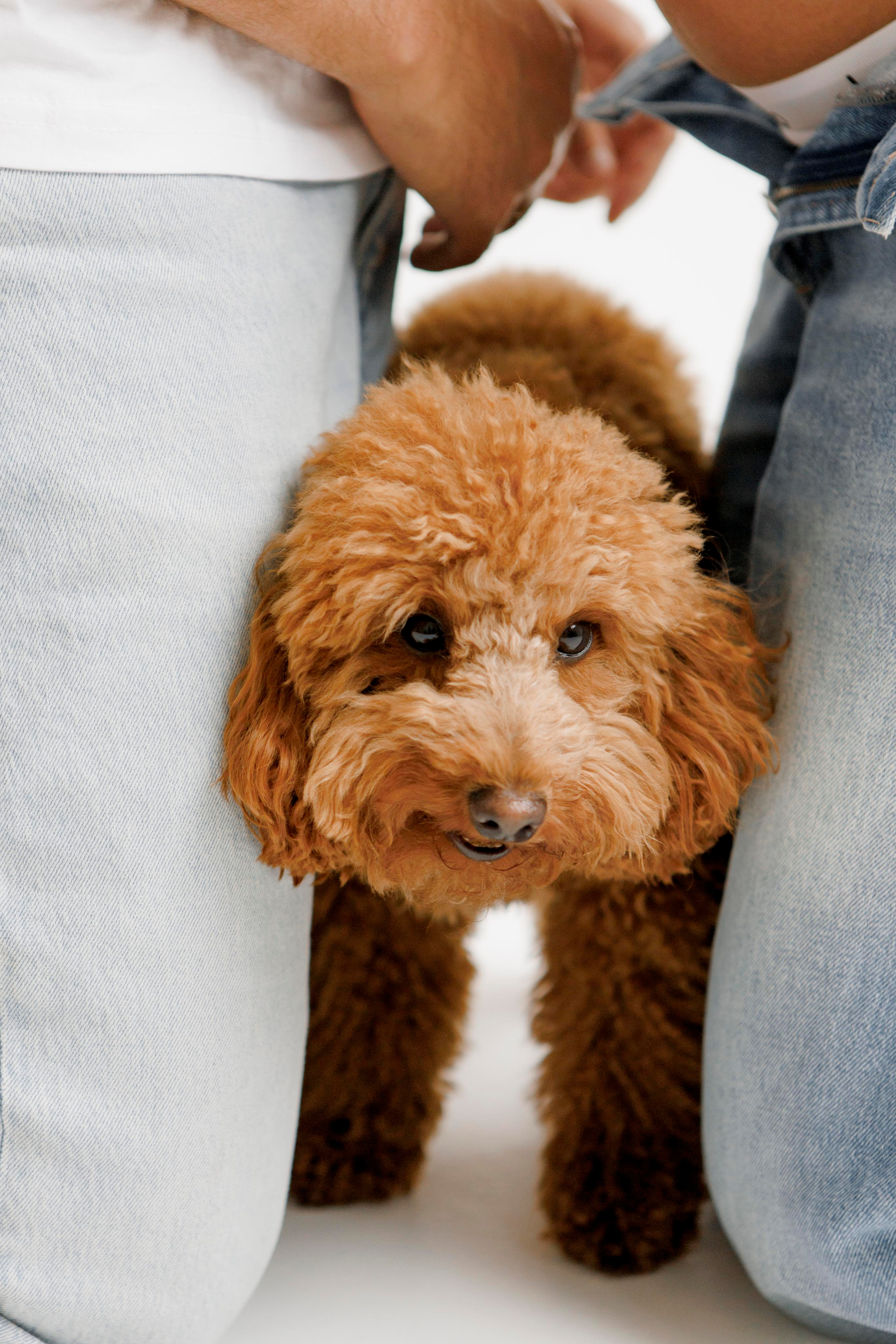 Pregnancy photoshoot inside the White studio. Главная