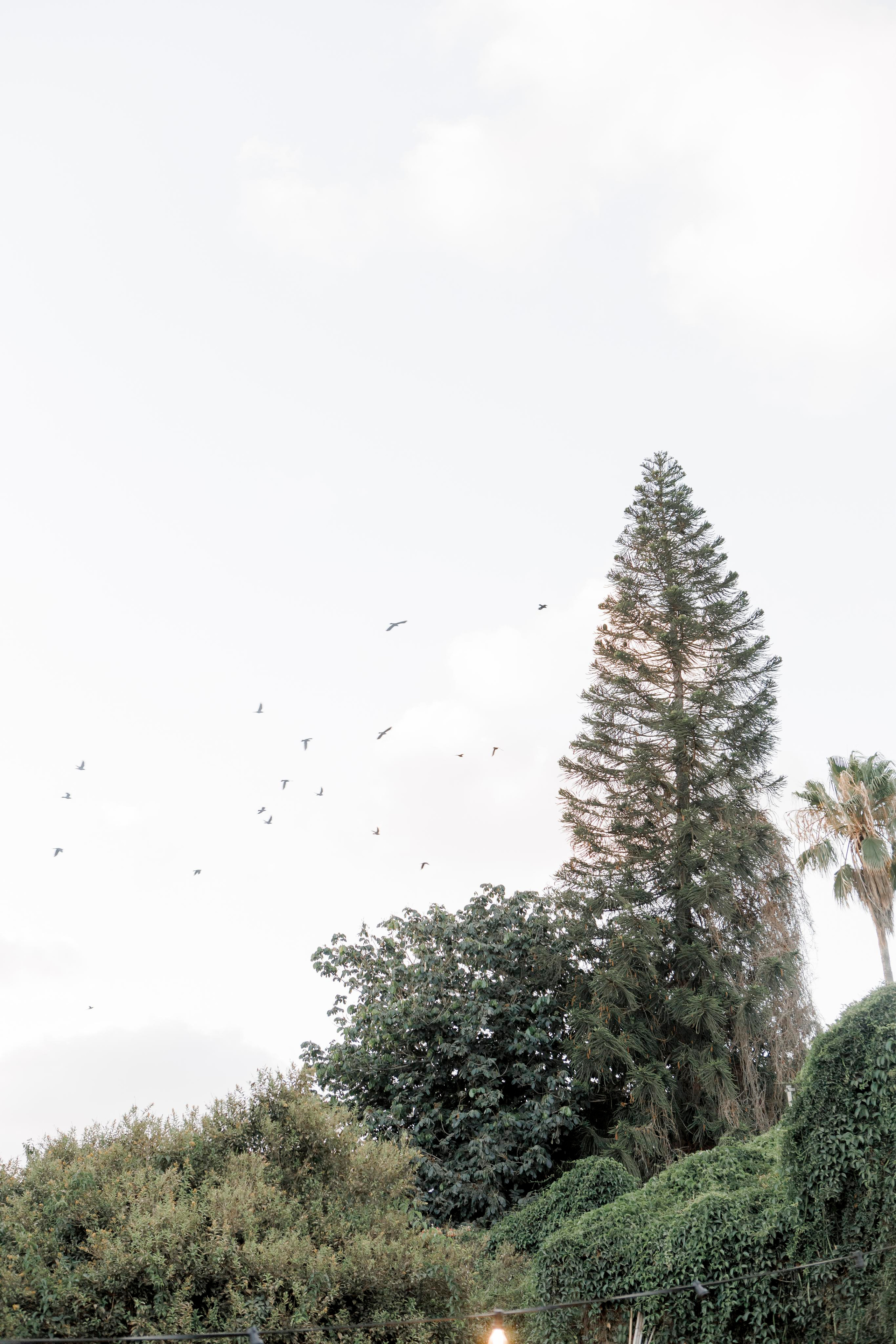 Dror & Danielle | Israel. Wedding and family photographer