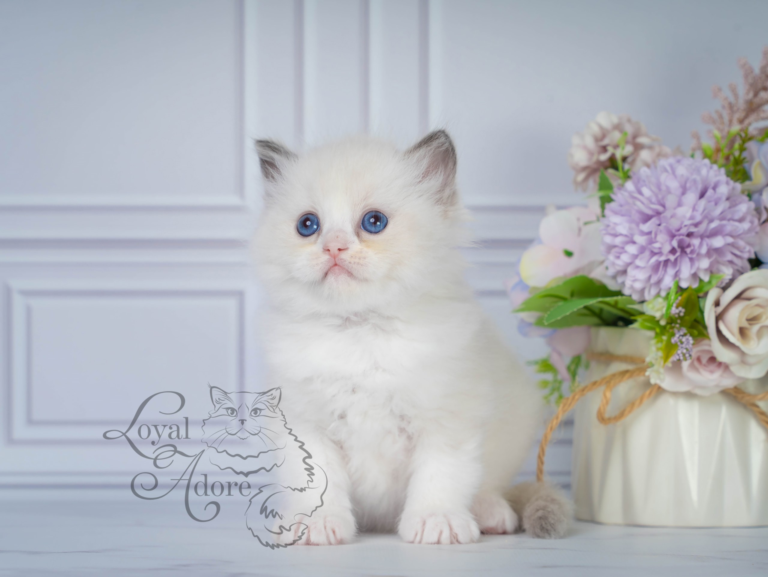 Котята рэгдолл от Loyal Adore. Питомник рэгдолл Loyal Adore