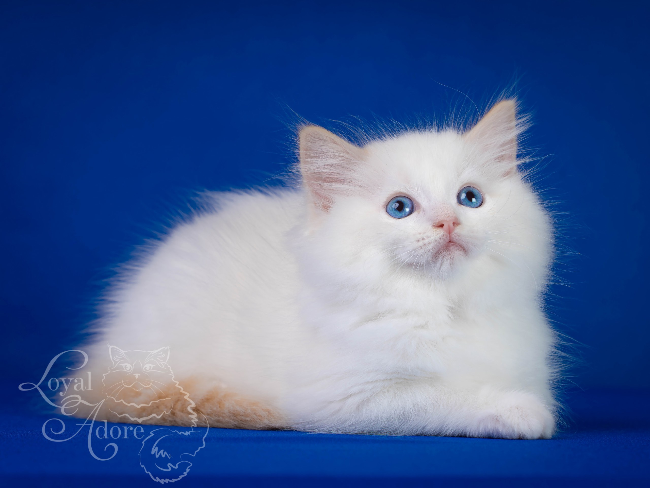 Котята рэгдолл от Loyal Adore. Питомник рэгдолл Loyal Adore