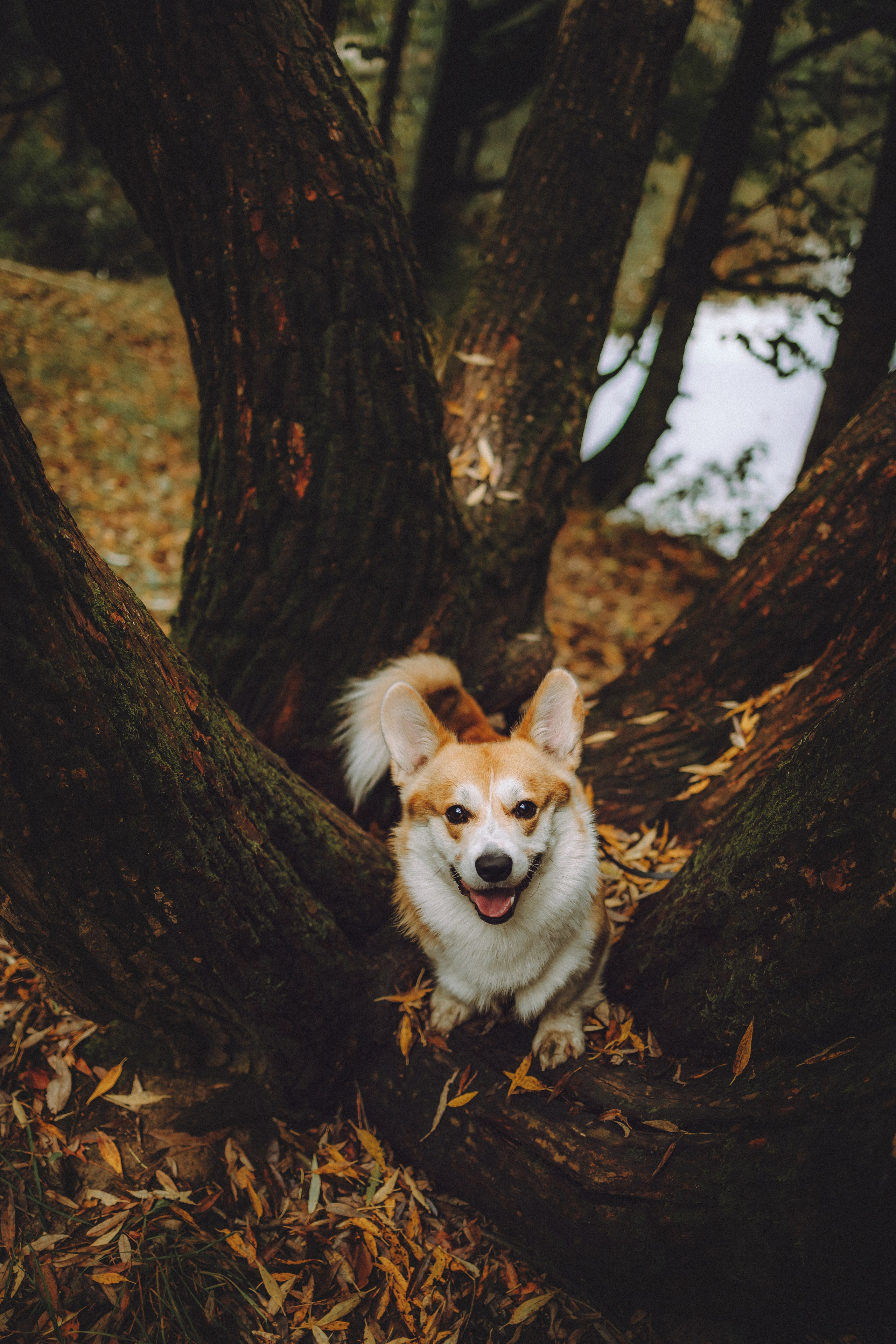 Вирджик и его семья