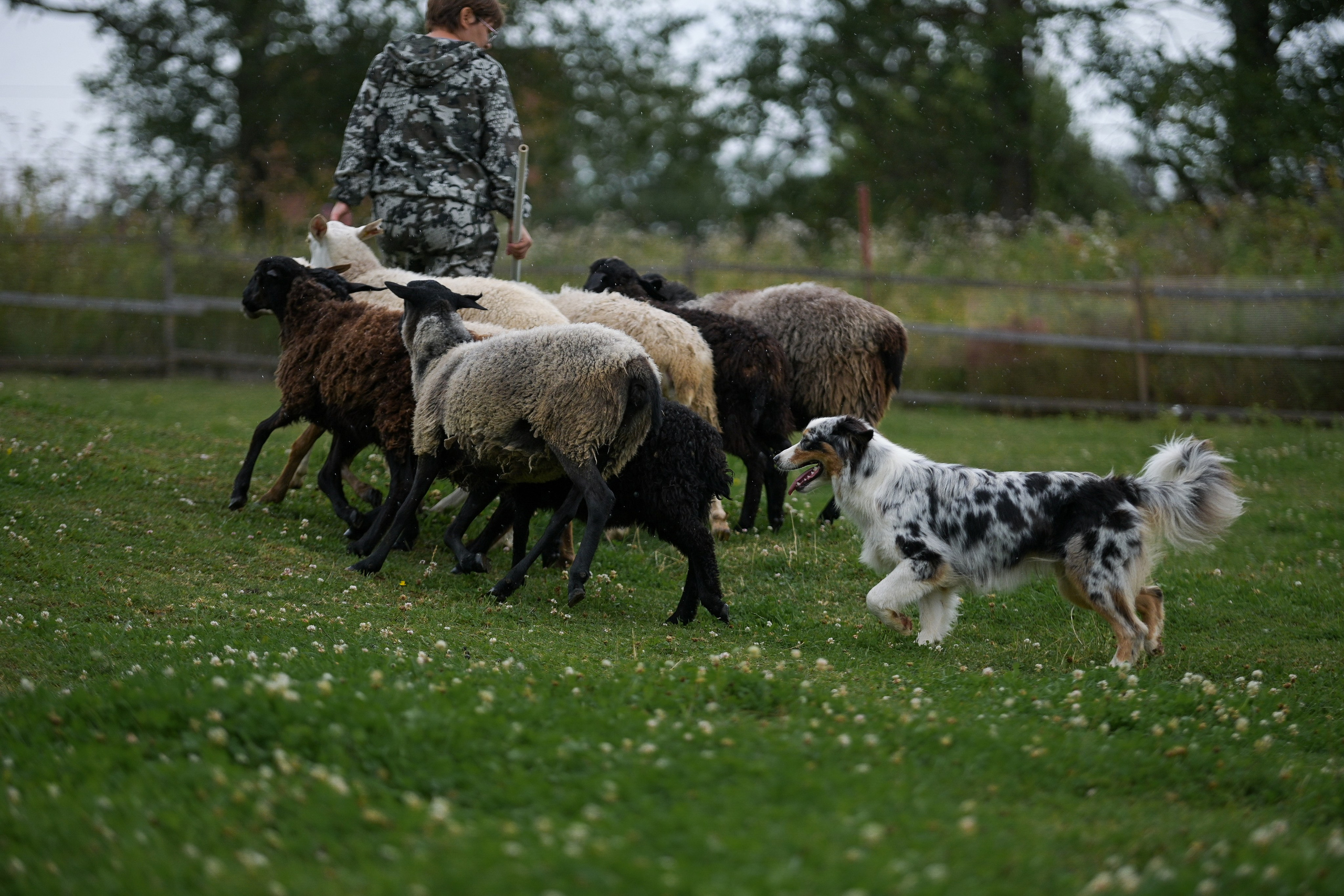 Пастьба собак. Творческий фотограф Вологда