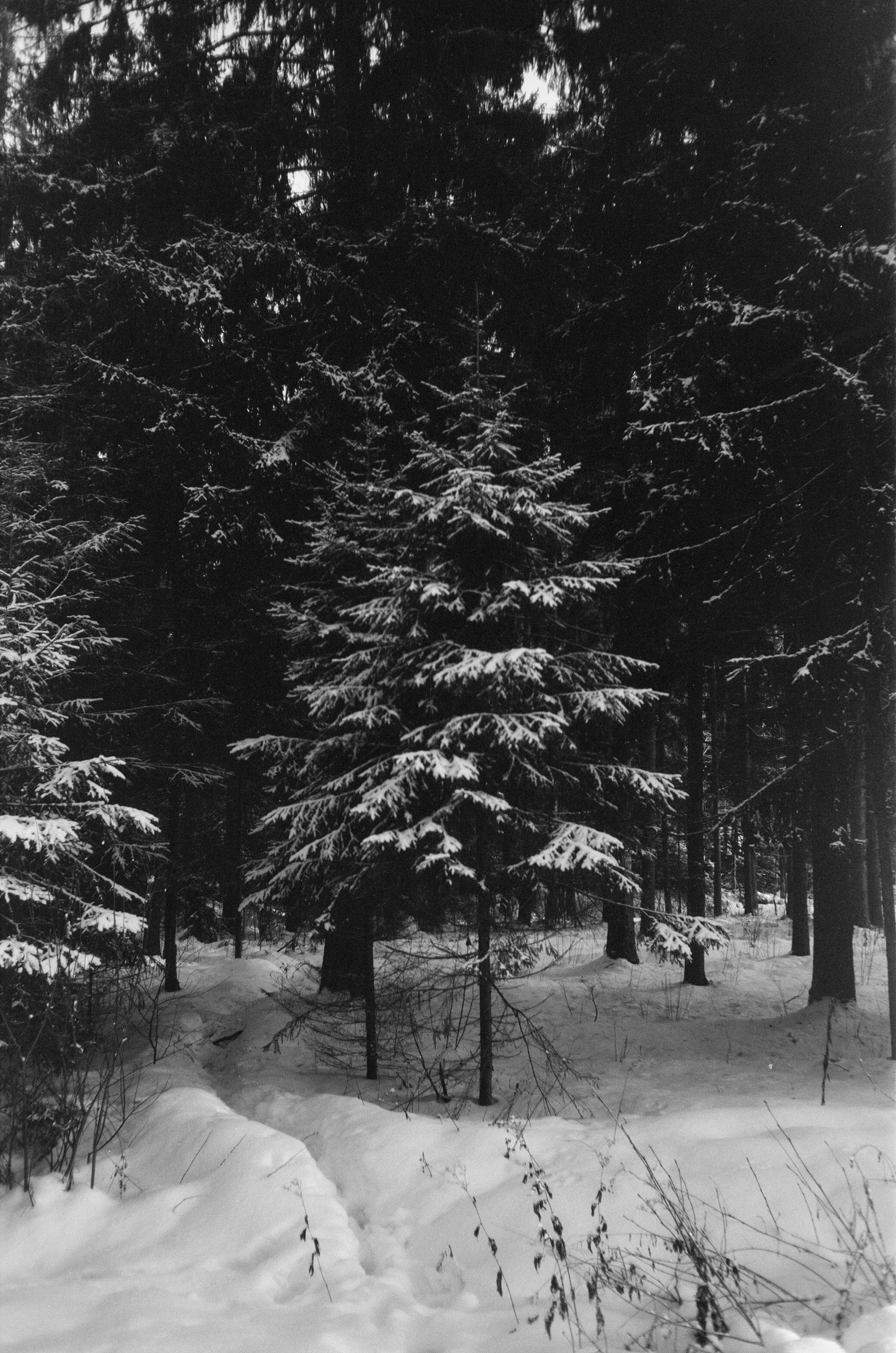 Minox 35GT / Тасма Т-25 ISO 100 / Давыдовское, Лукино