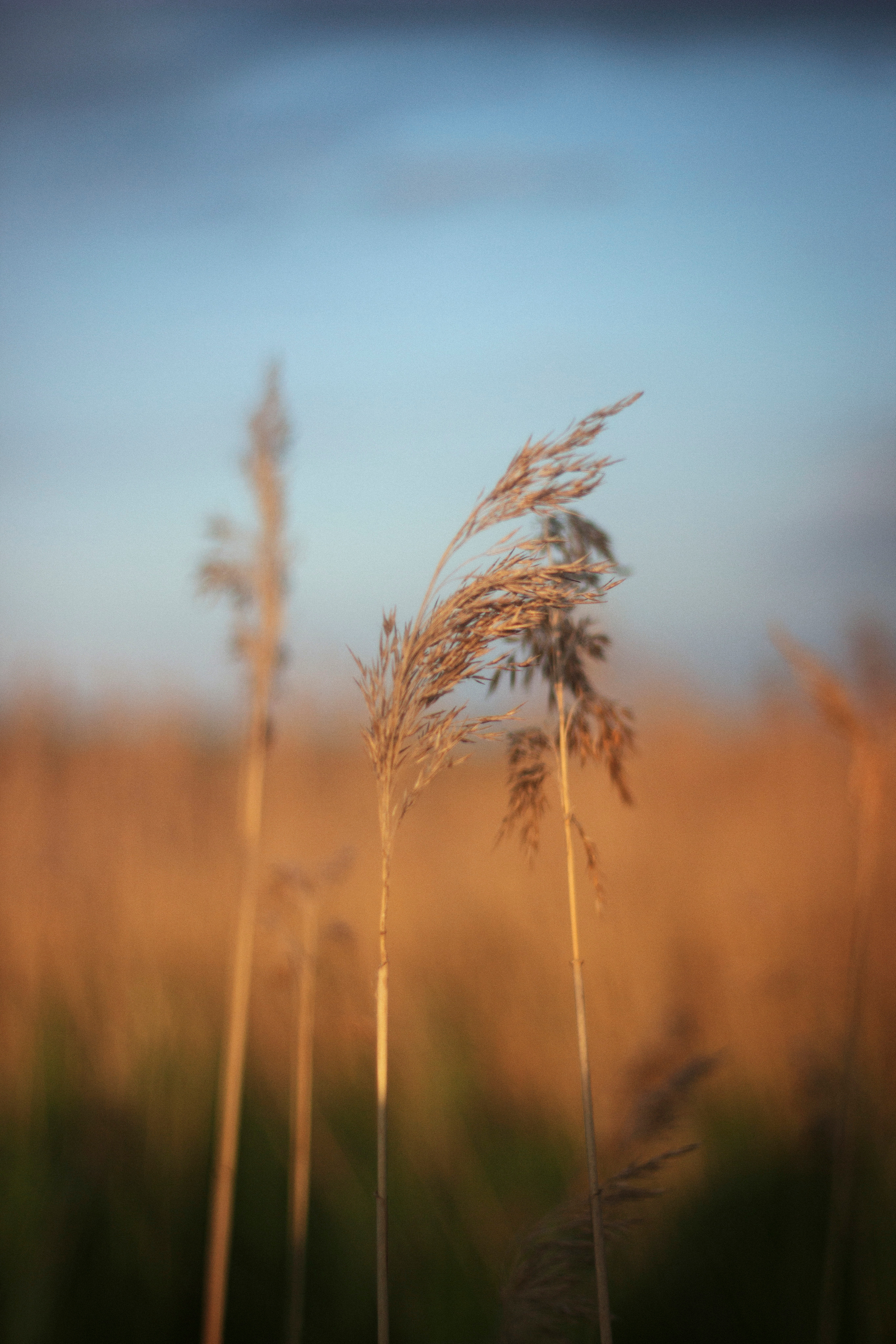 V&D. Фотограф и видеограф Мария Банщикова, Солнечногорск, Москва