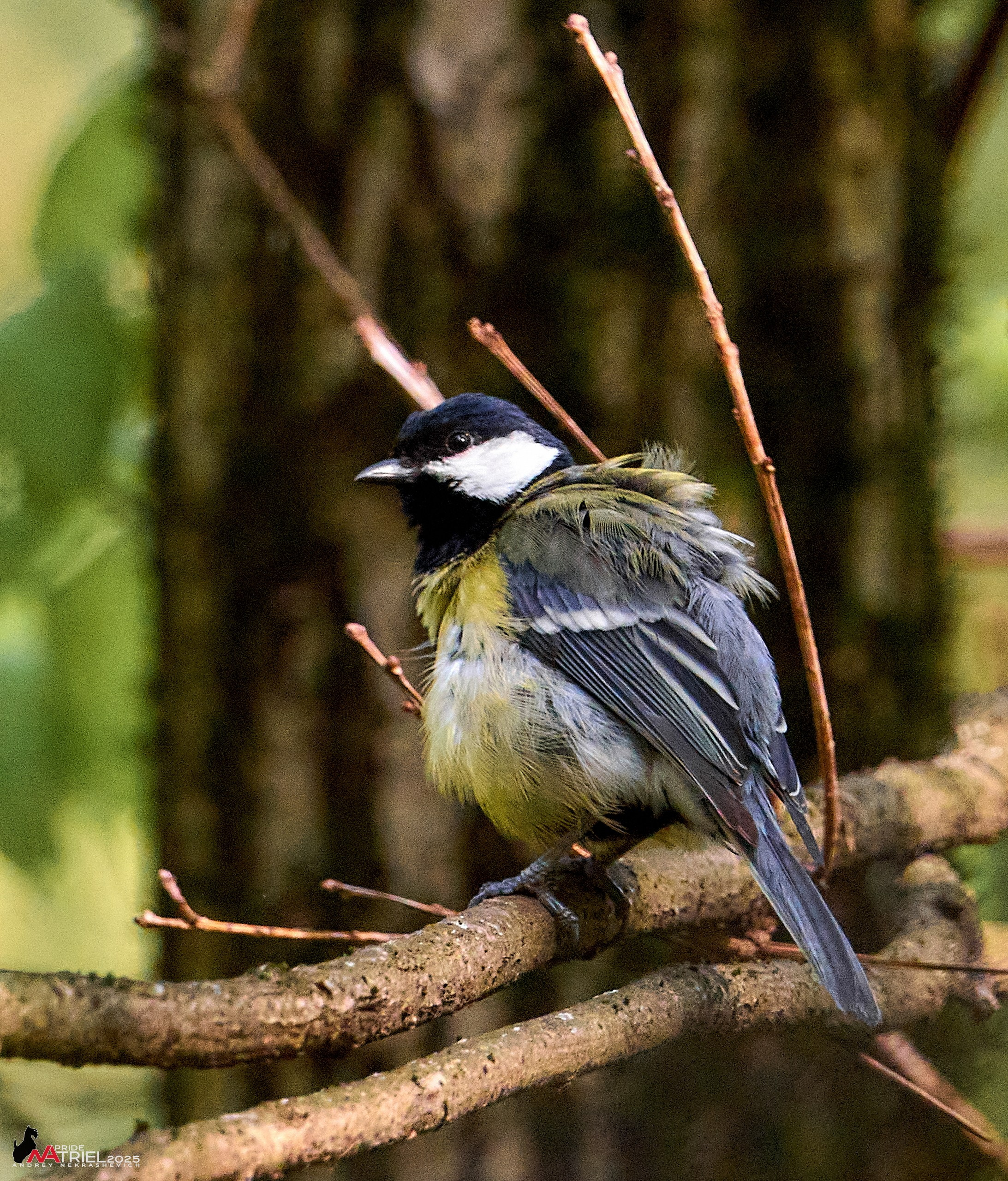 Съемка в майском лесу