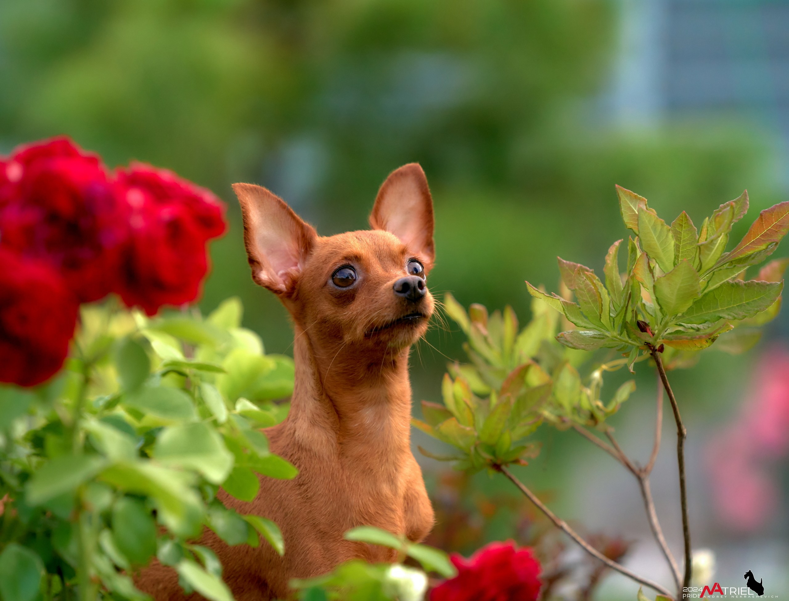 Фотопрогулка с крысариками
