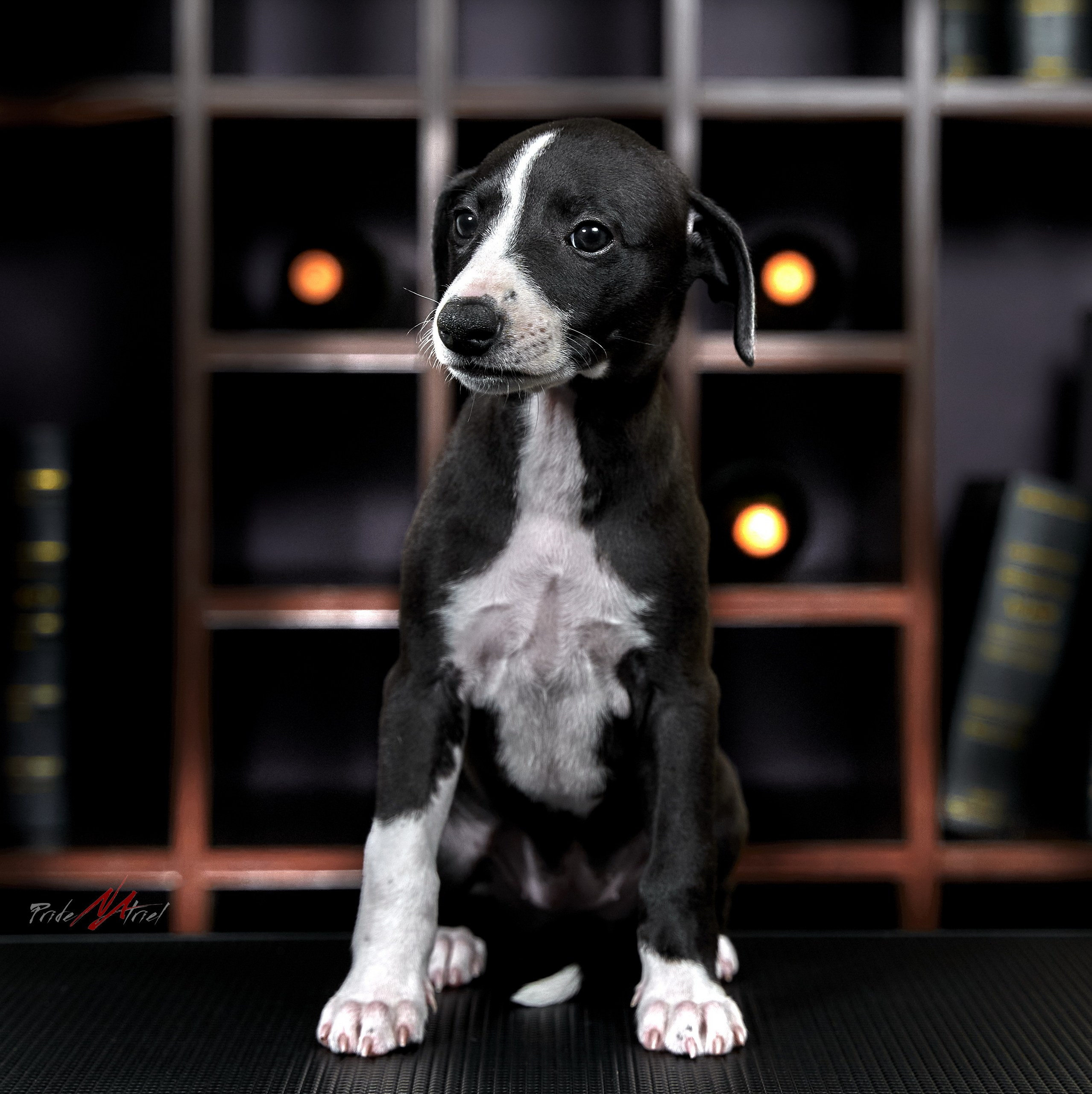 Щенки дома — галерея NATRIEL