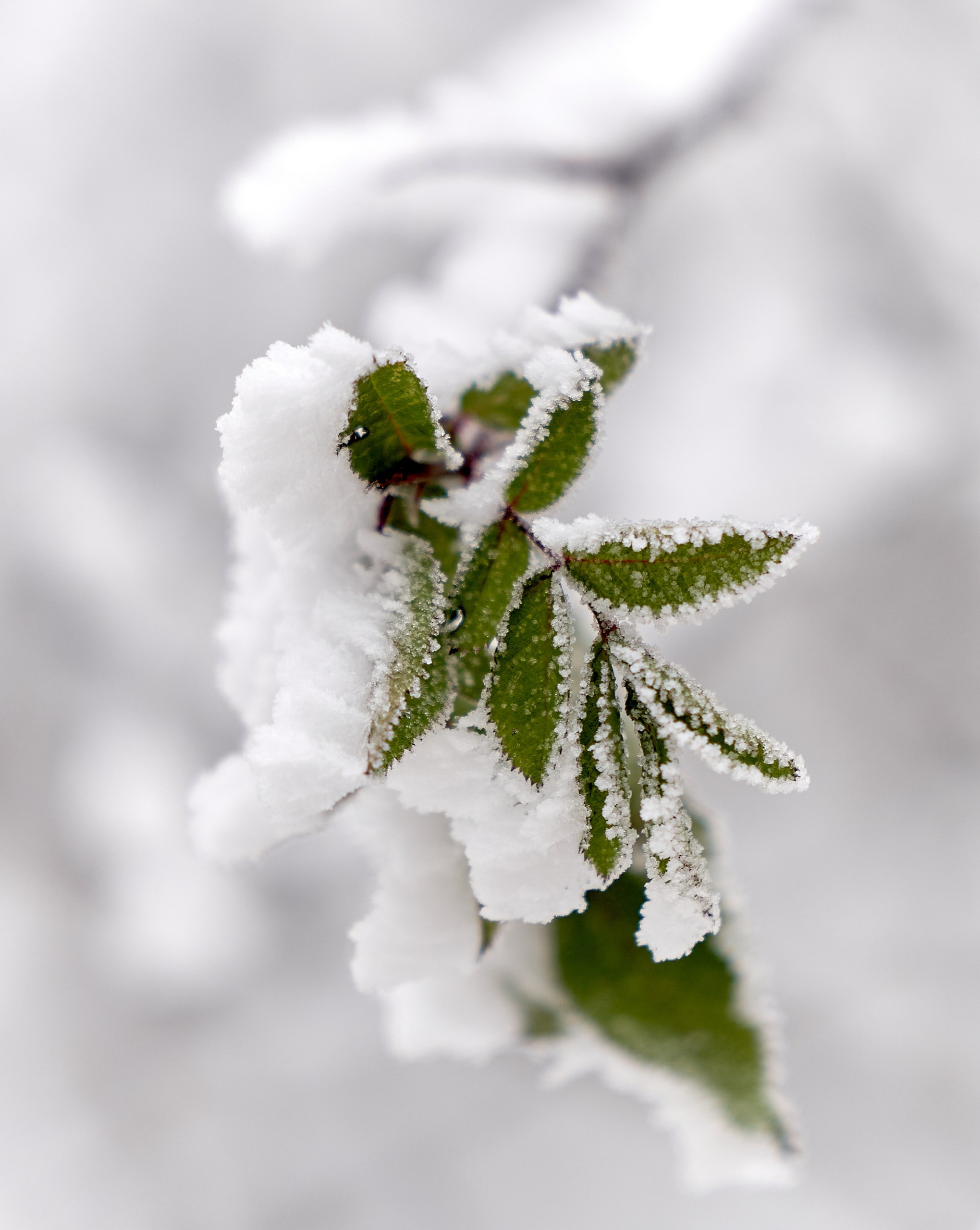 Лютики-цветочки — галерея NATRIEL