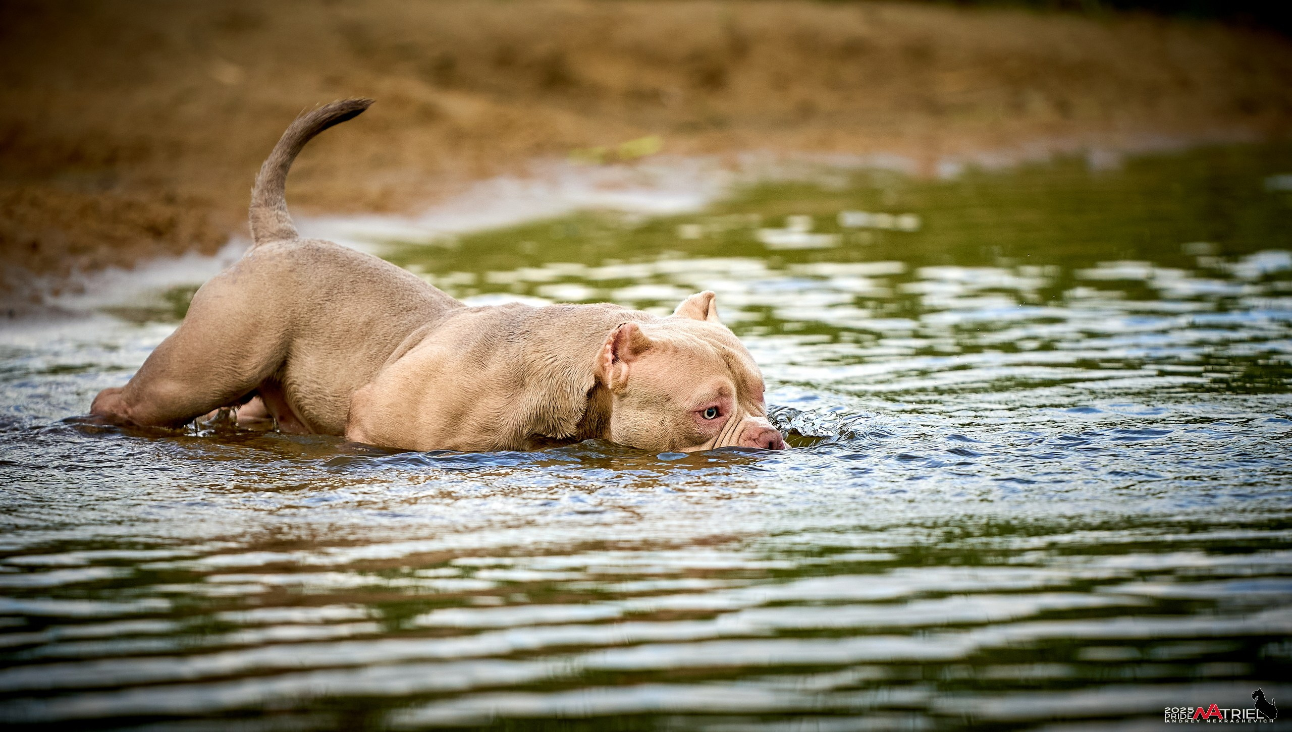 Съемка собак породы булли на природе