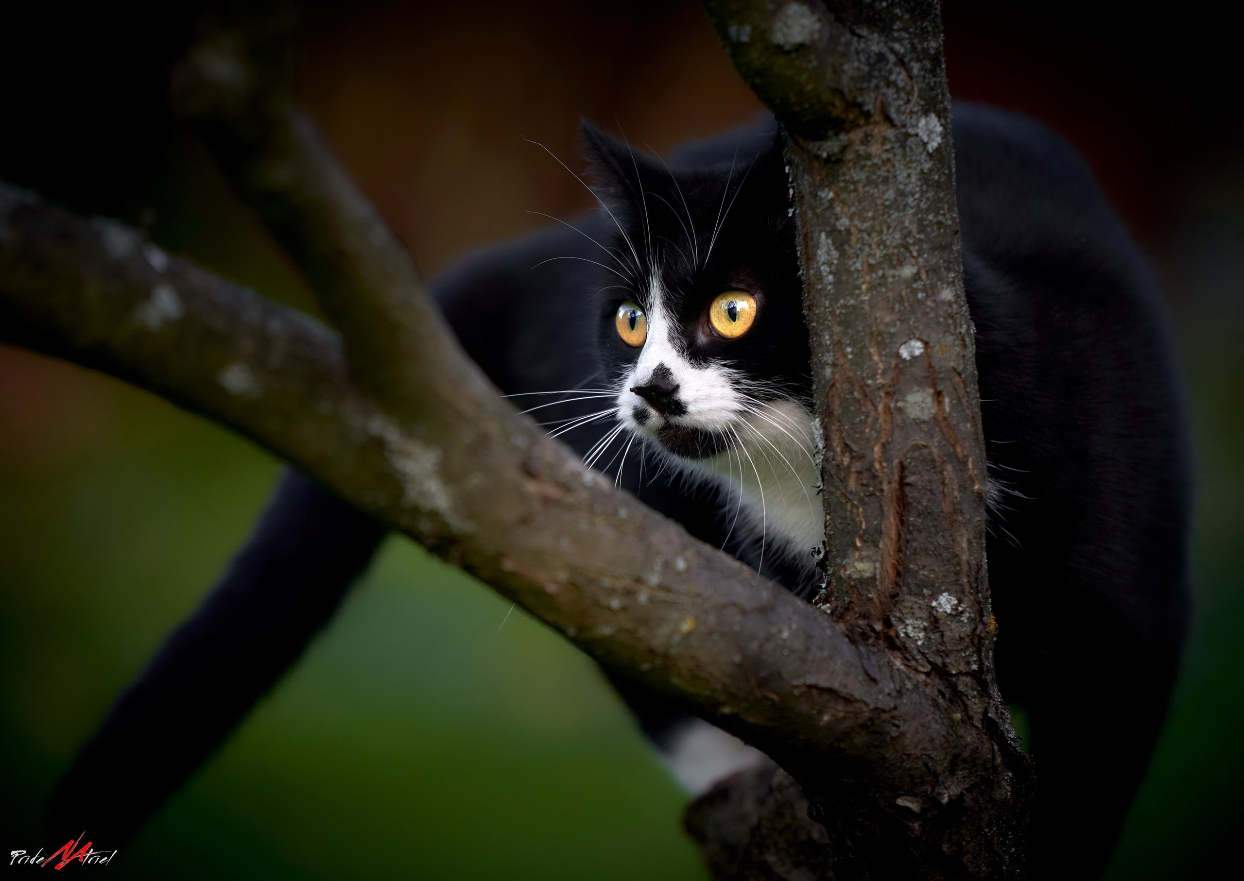 Домашние кошки — галерея NATRIEL