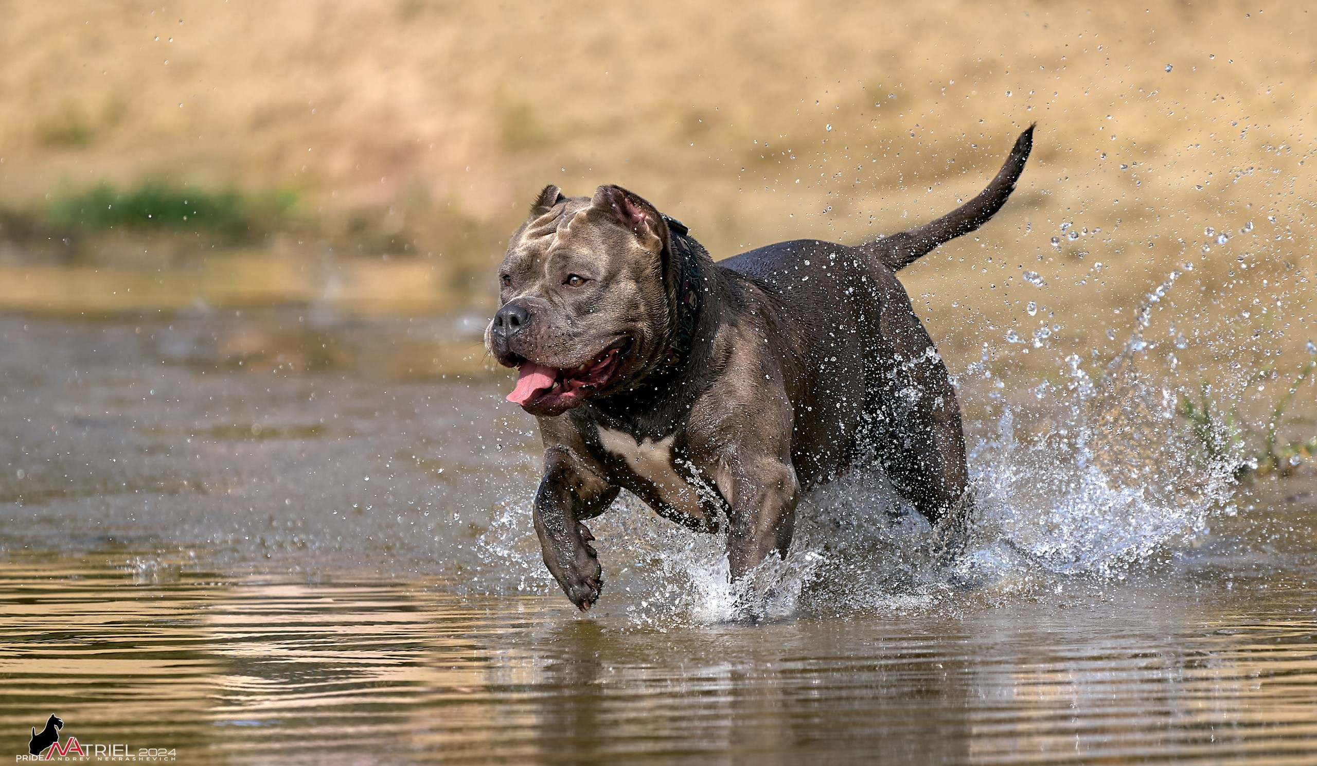 Фотопрогулка с булли