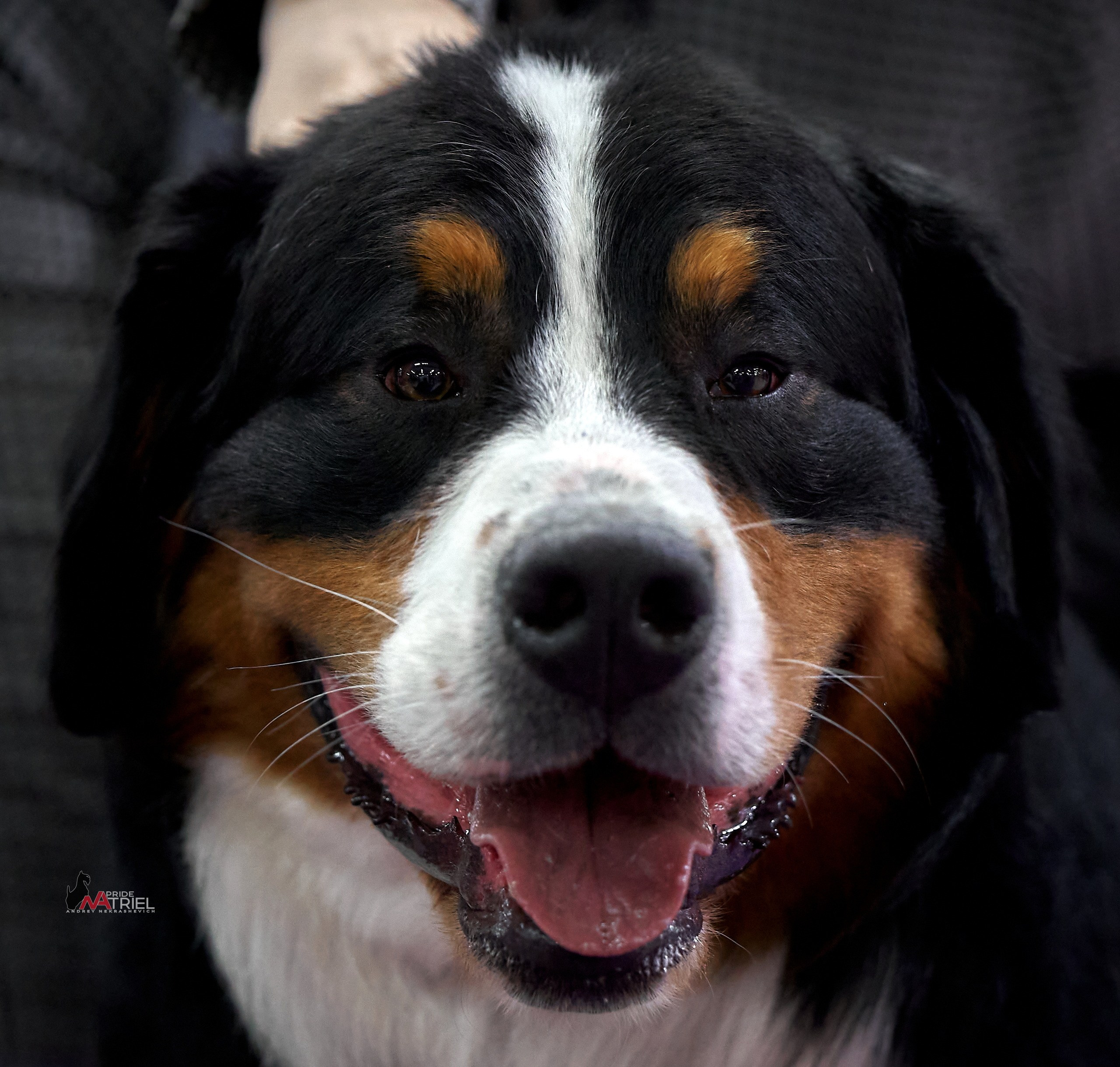 Портреты собак — галерея NATRIEL