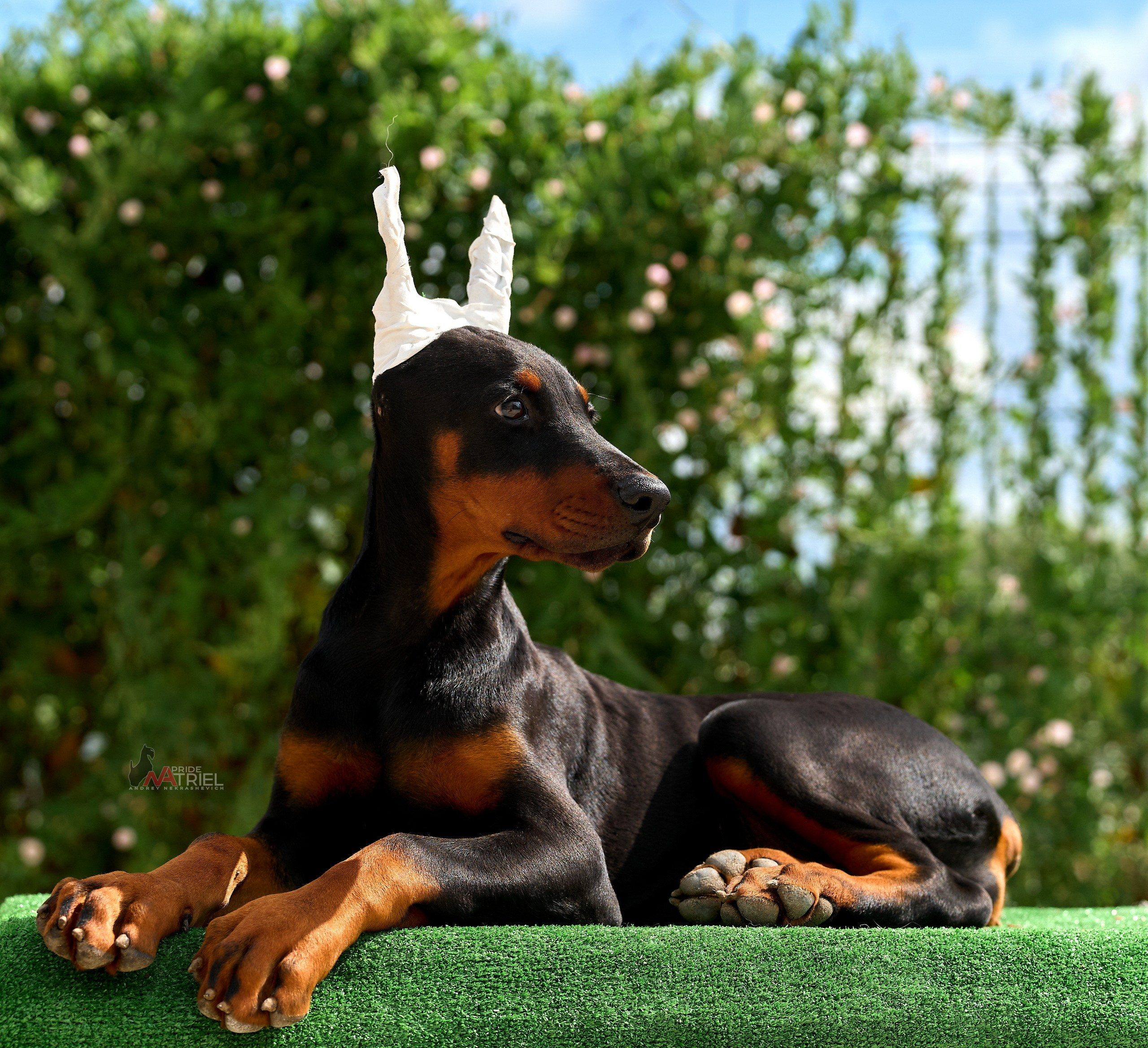 Щенки на прогулке — галерея NATRIEL