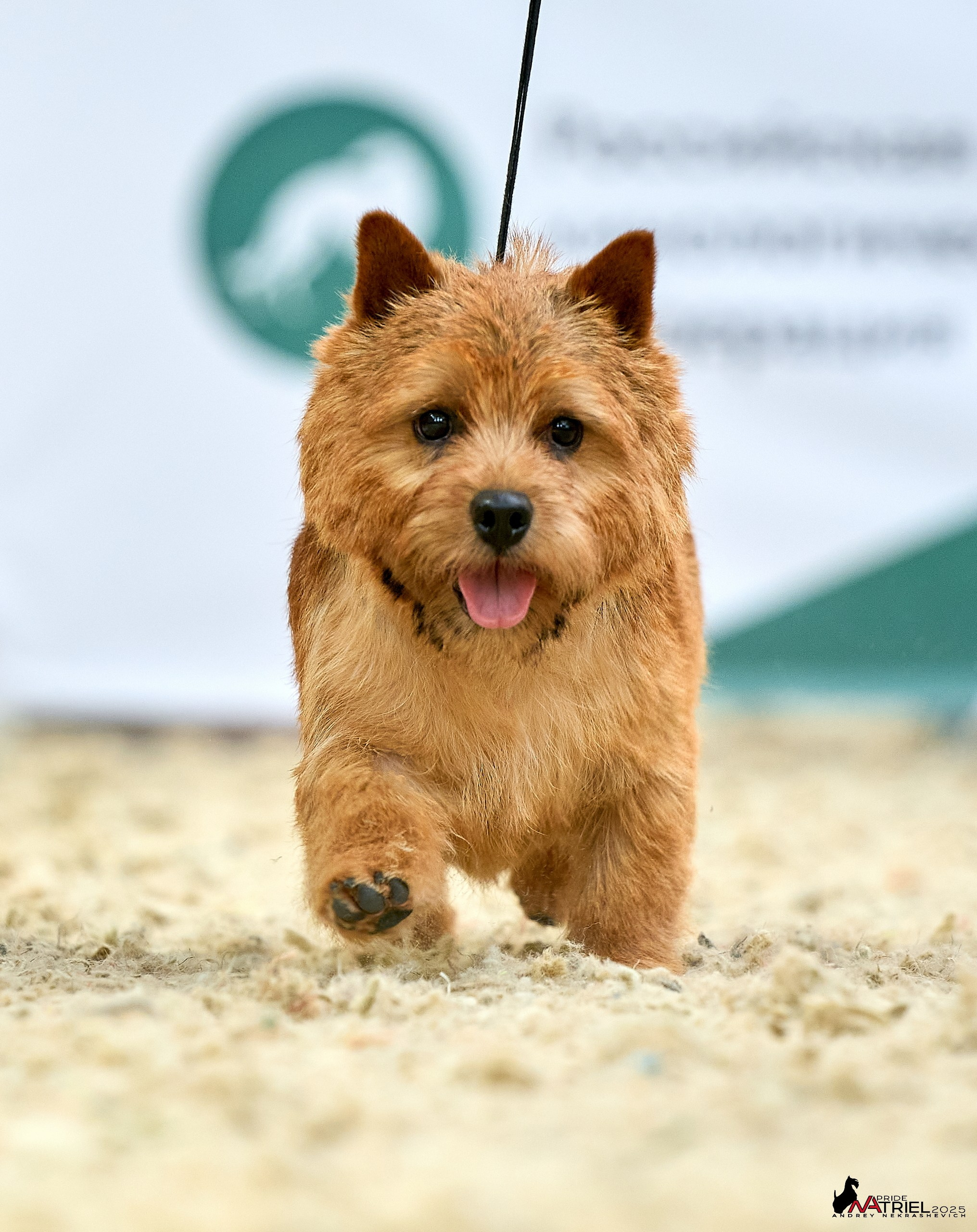 Выставка собак РОССИЯ — 2025