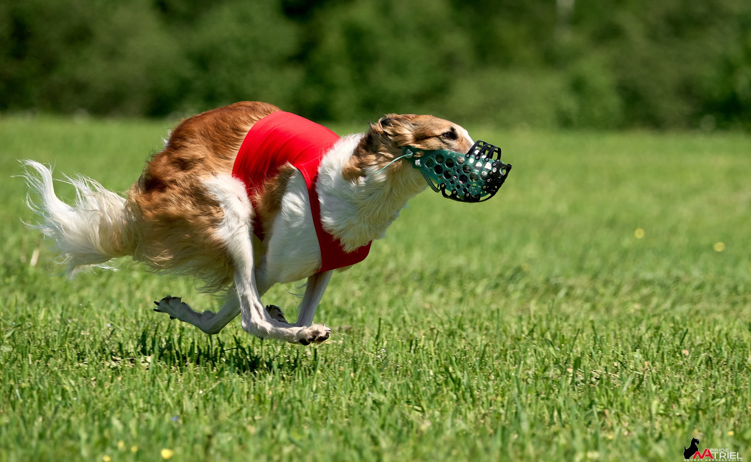 Съемка курсинг — галерея NATRIEL