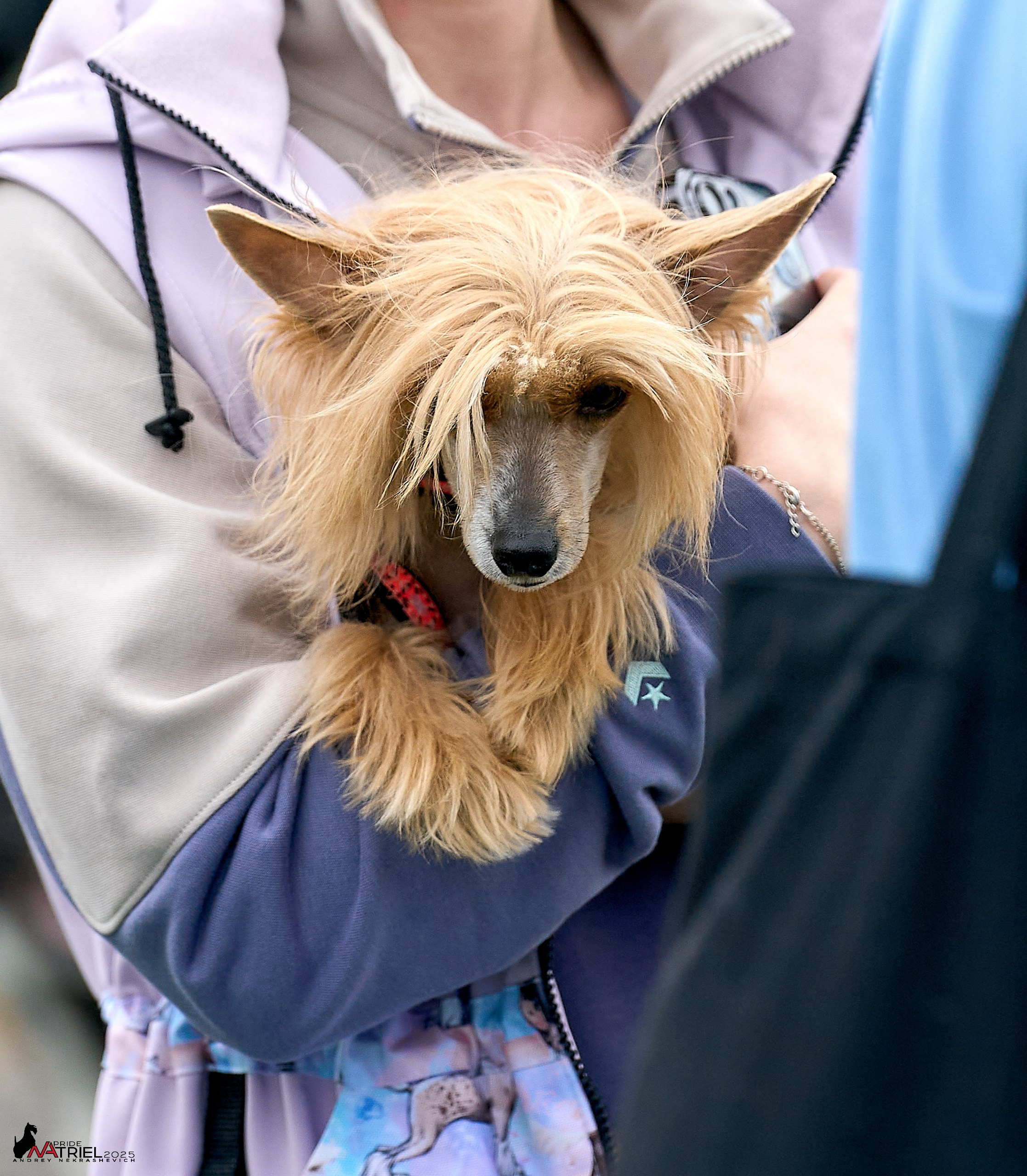 Репортаж с выставки собак