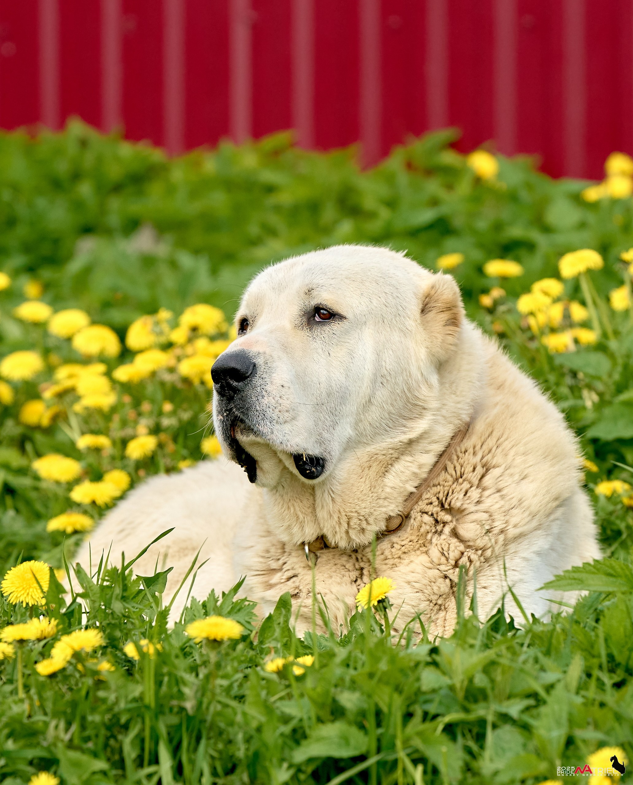 Съемка в питомнике